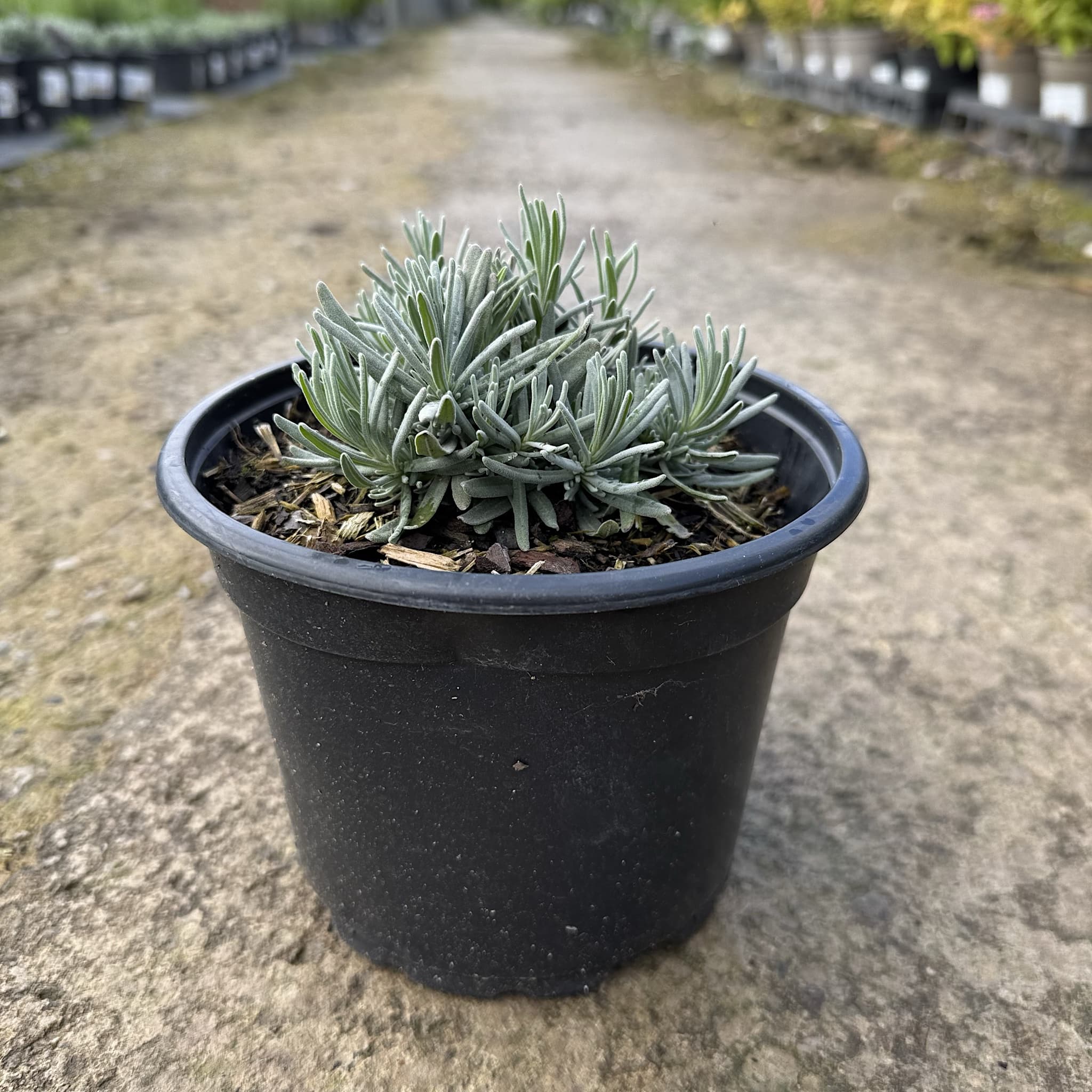 Lavandula angustifolia 'Havana Dark'
