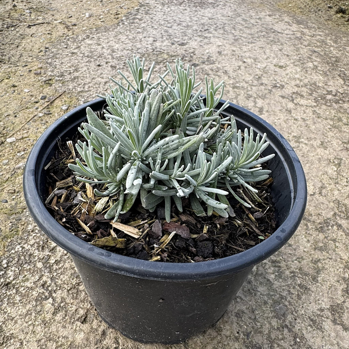 Lavandula angustifolia 'Havana Dark'