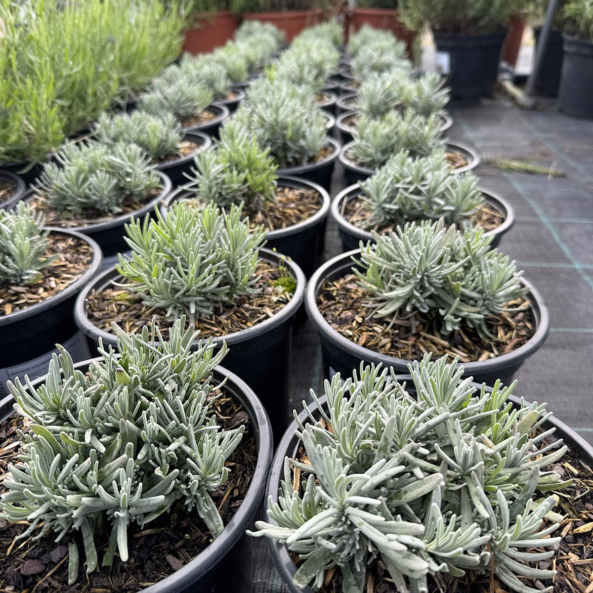 Lavandula angustifolia 'Havana Dark'