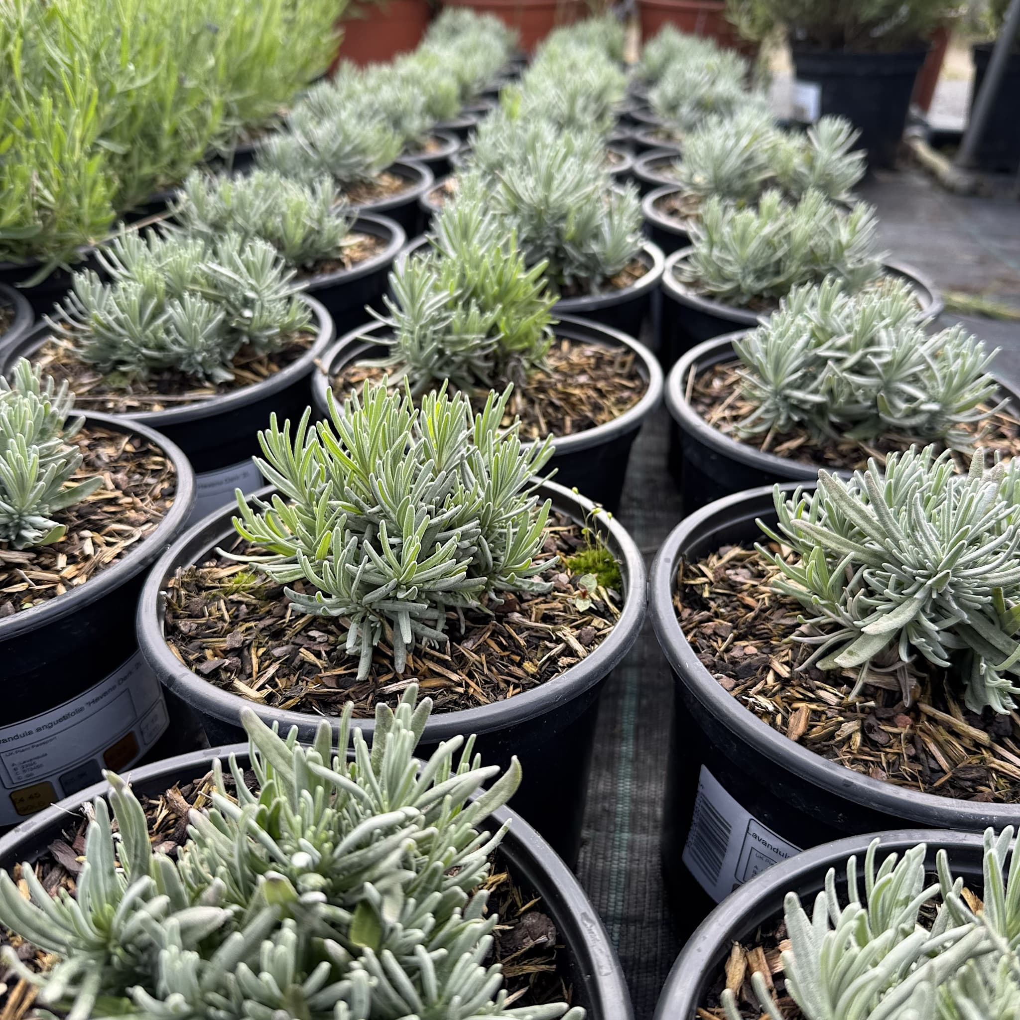 Lavandula angustifolia 'Havana Dark'