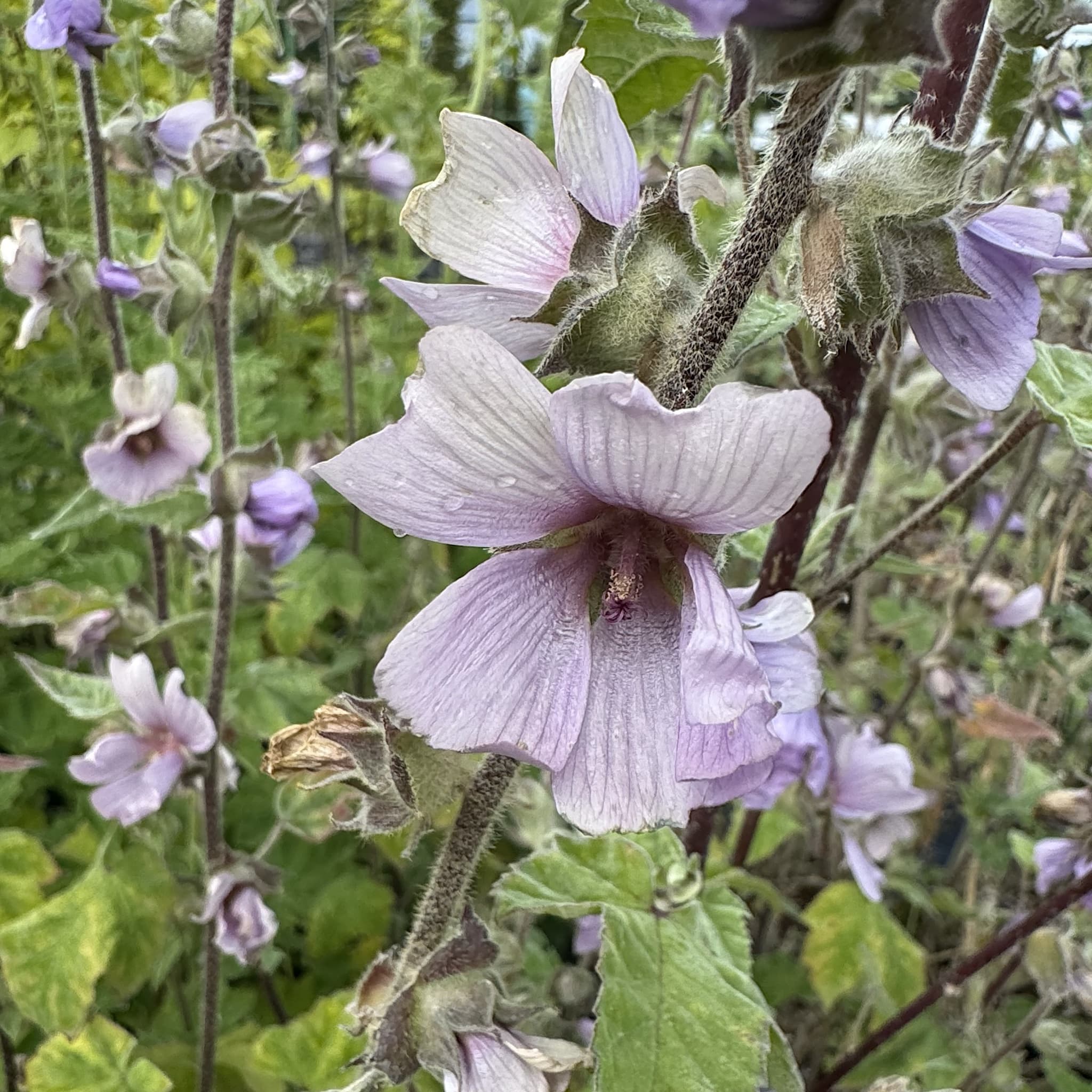 Lavatera 'Lilac Lady'