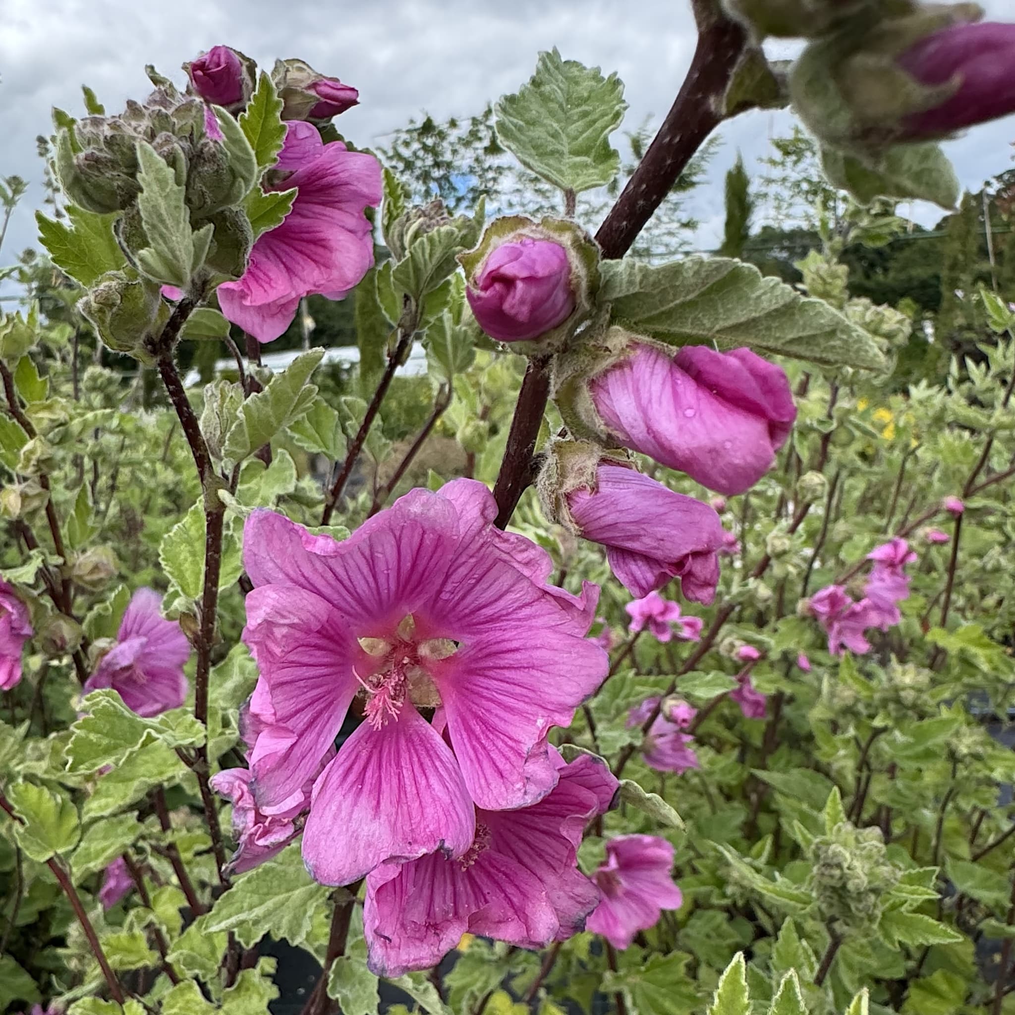 Lavatera 'Bredon Springs'