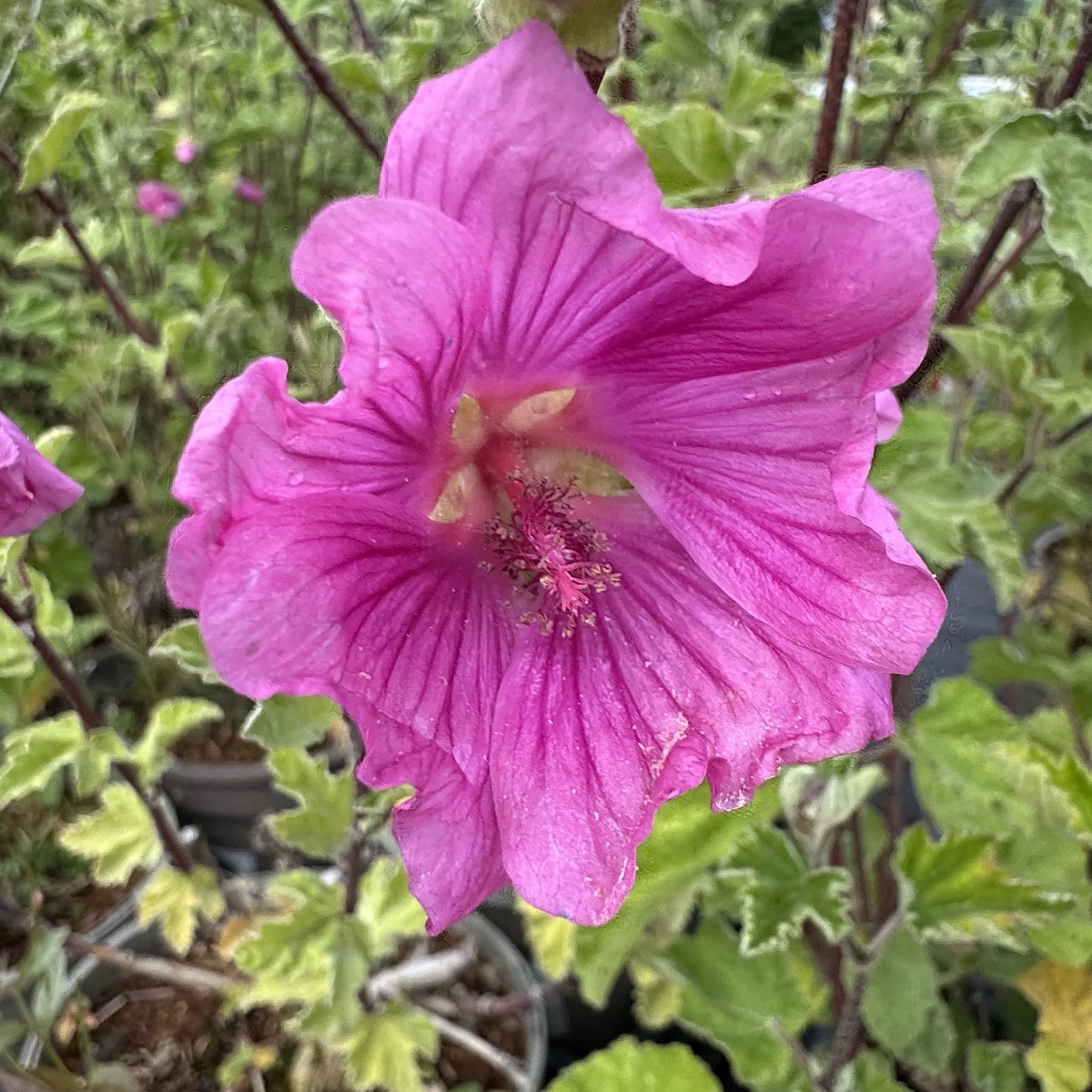 Lavatera 'Bredon Springs'