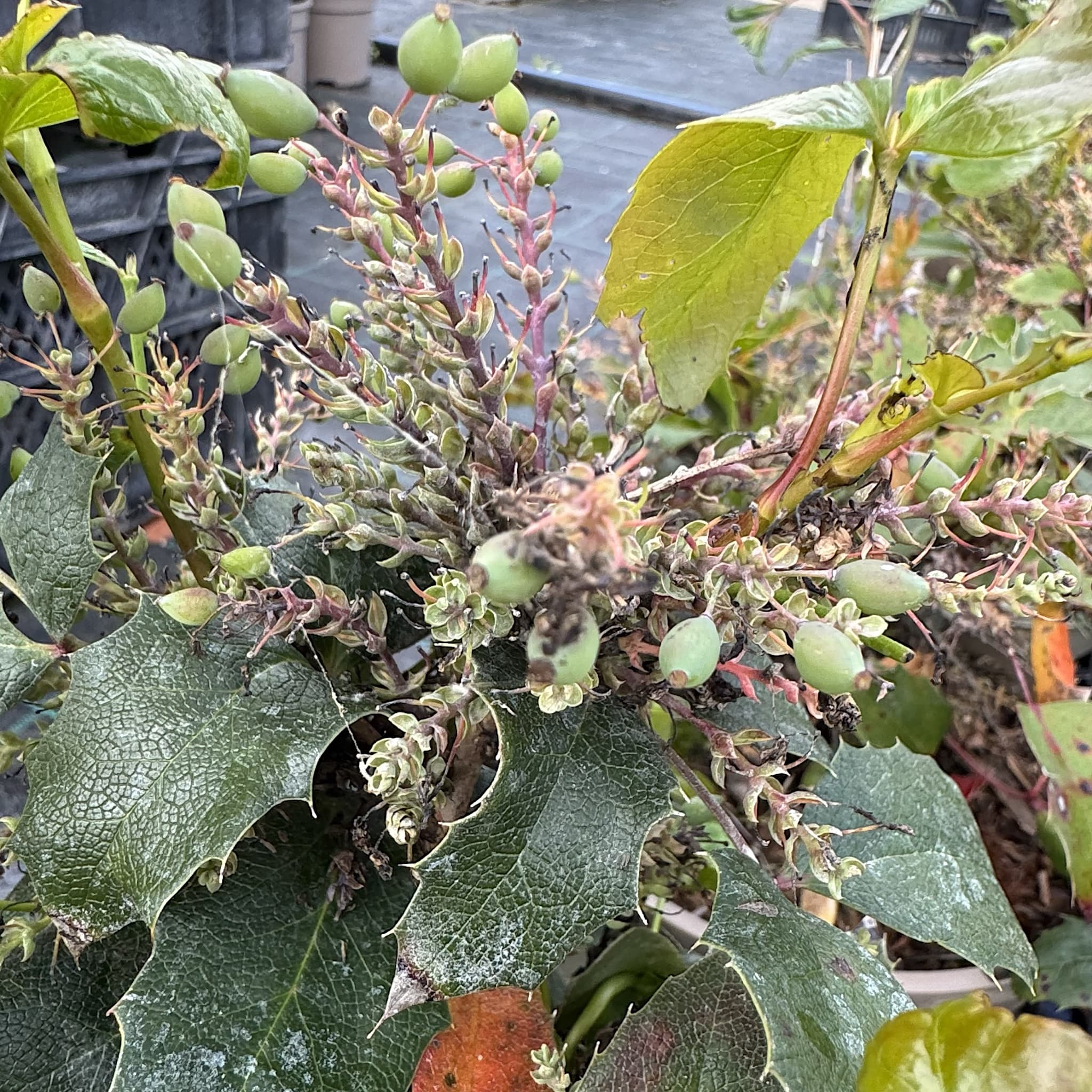Mahonia aquifolium 'Apollo'