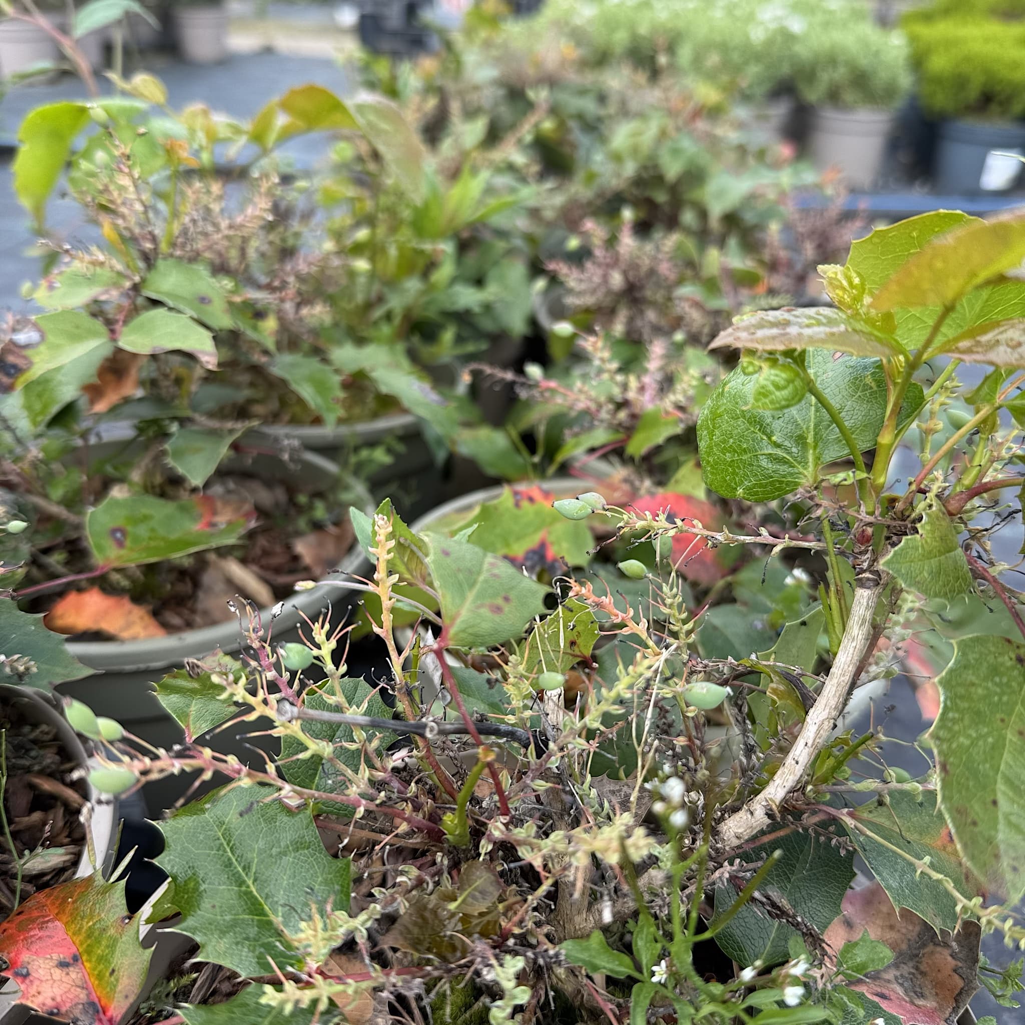 Mahonia aquifolium 'Apollo'