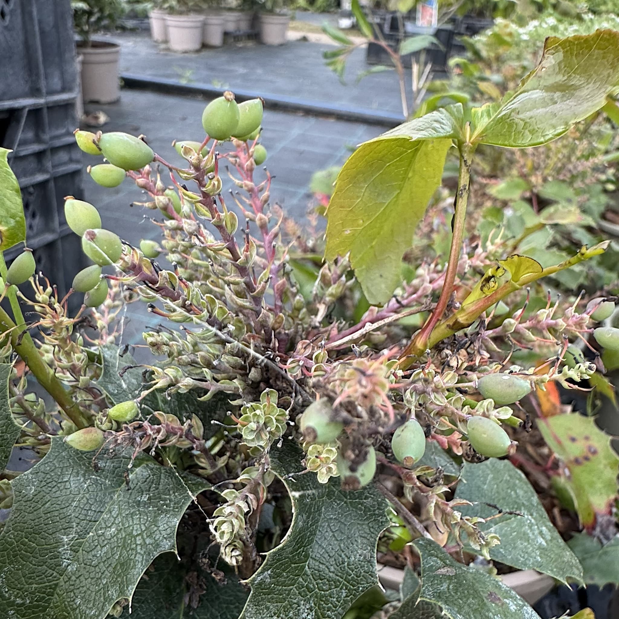 Mahonia aquifolium 'Apollo'