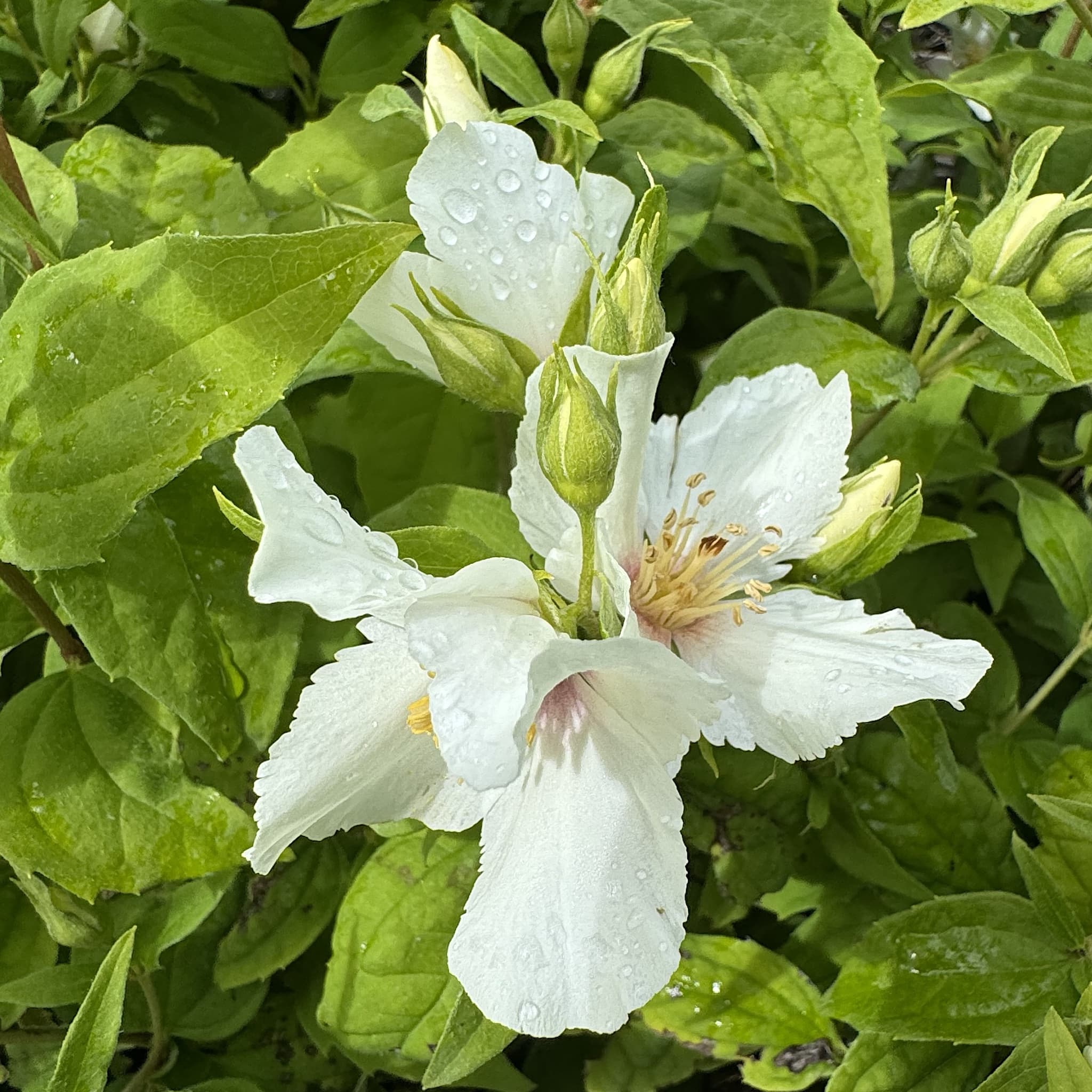 Philadelphus 'Belle Etoile'