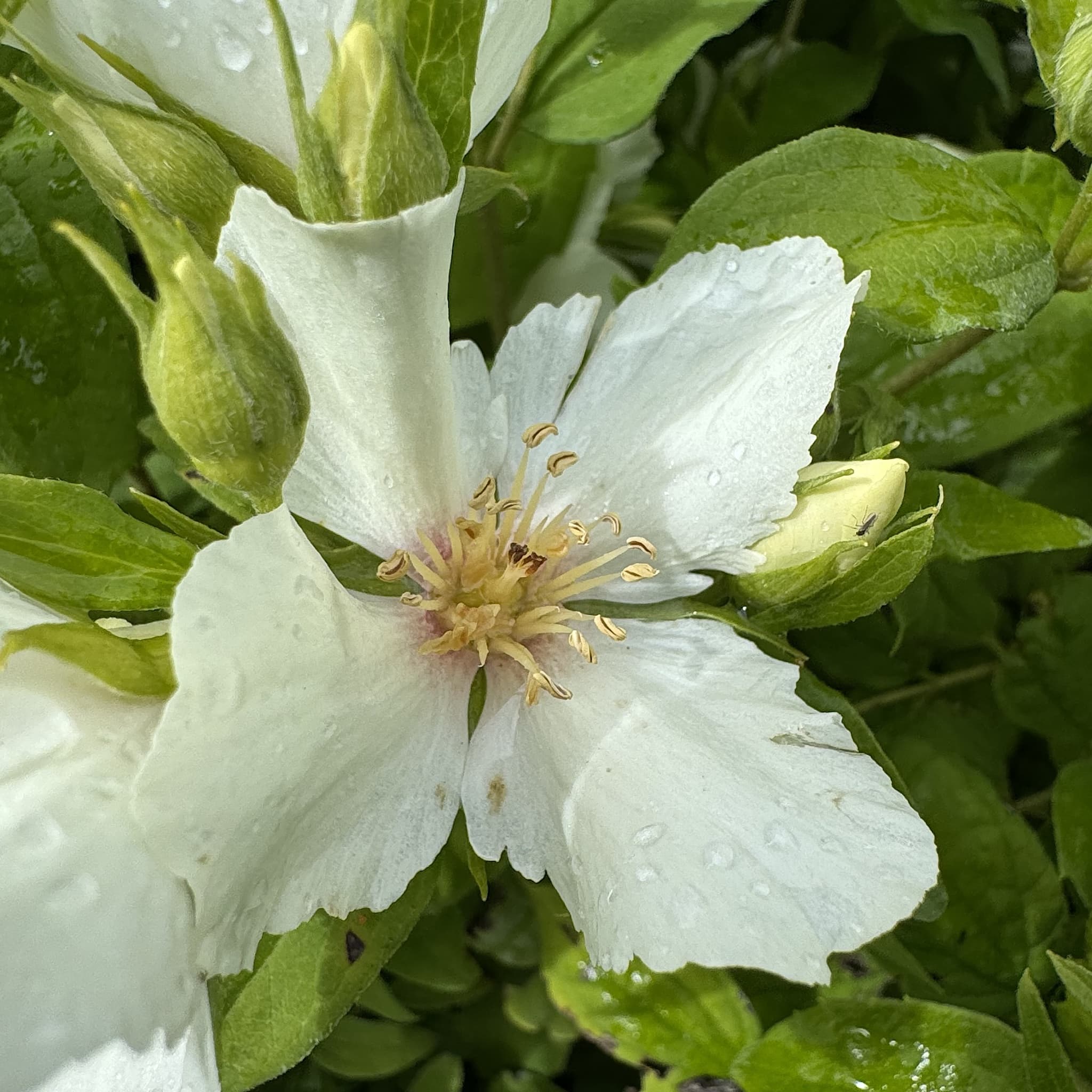 Philadelphus 'Belle Etoile'