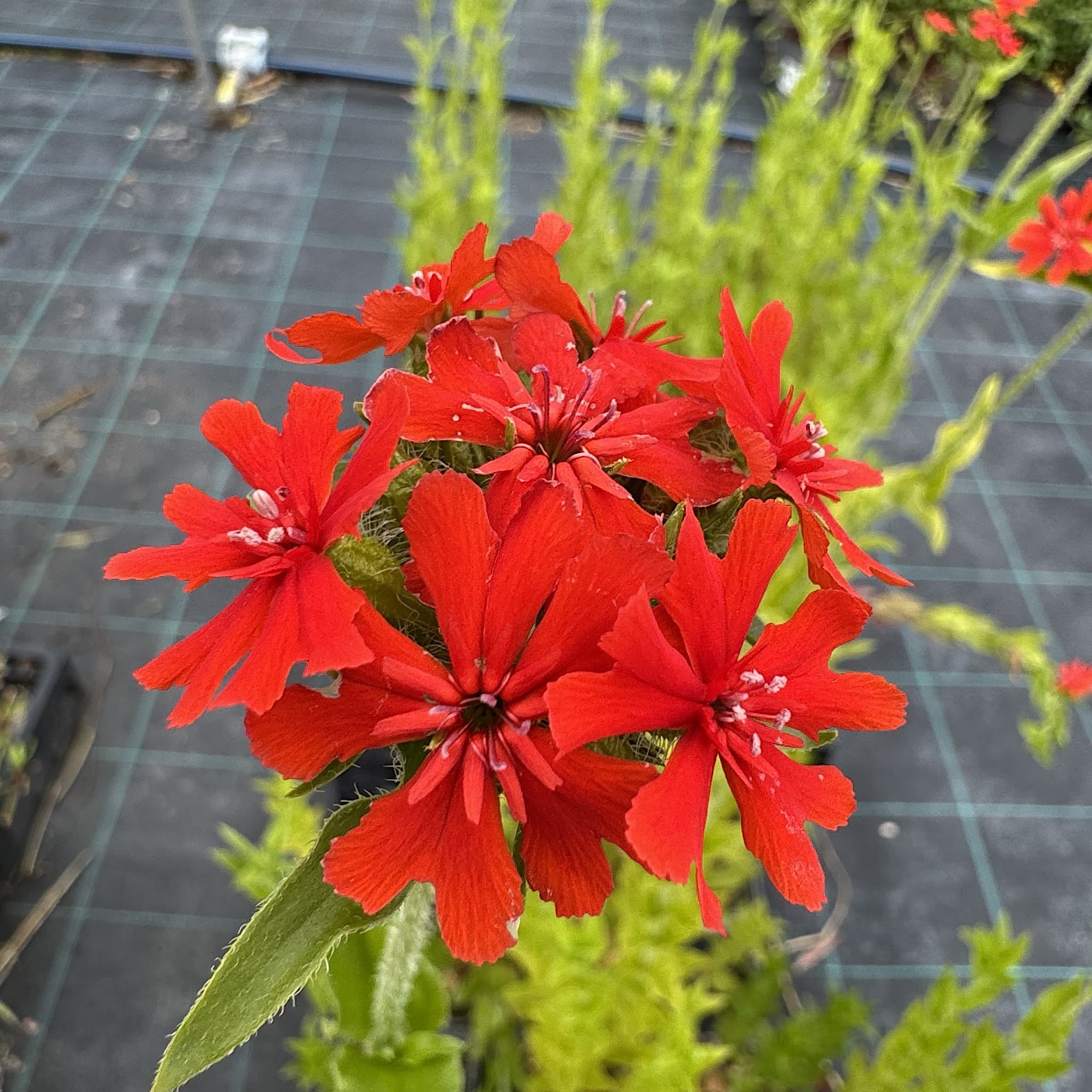 Lychnis chalcedonica