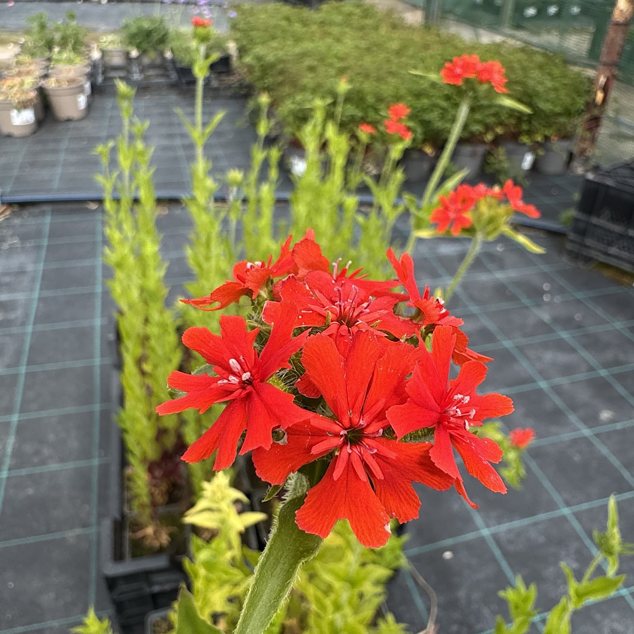 Lychnis chalcedonica