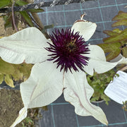Clematis florida 'Sieboldii'