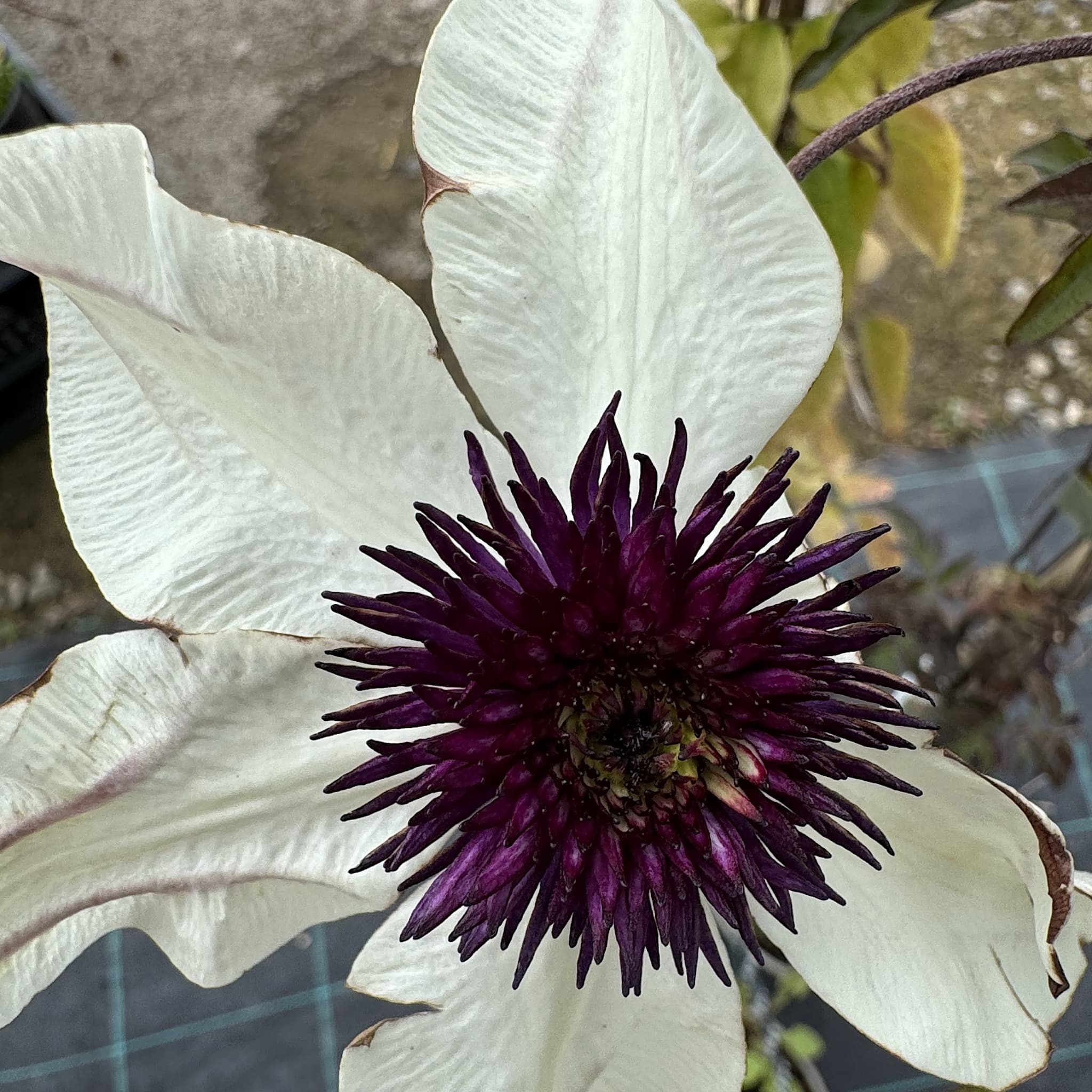 Clematis florida 'Sieboldii'