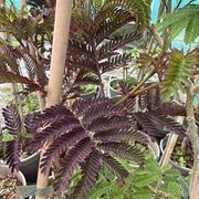 Albizia julibrissin 'Ombrella'