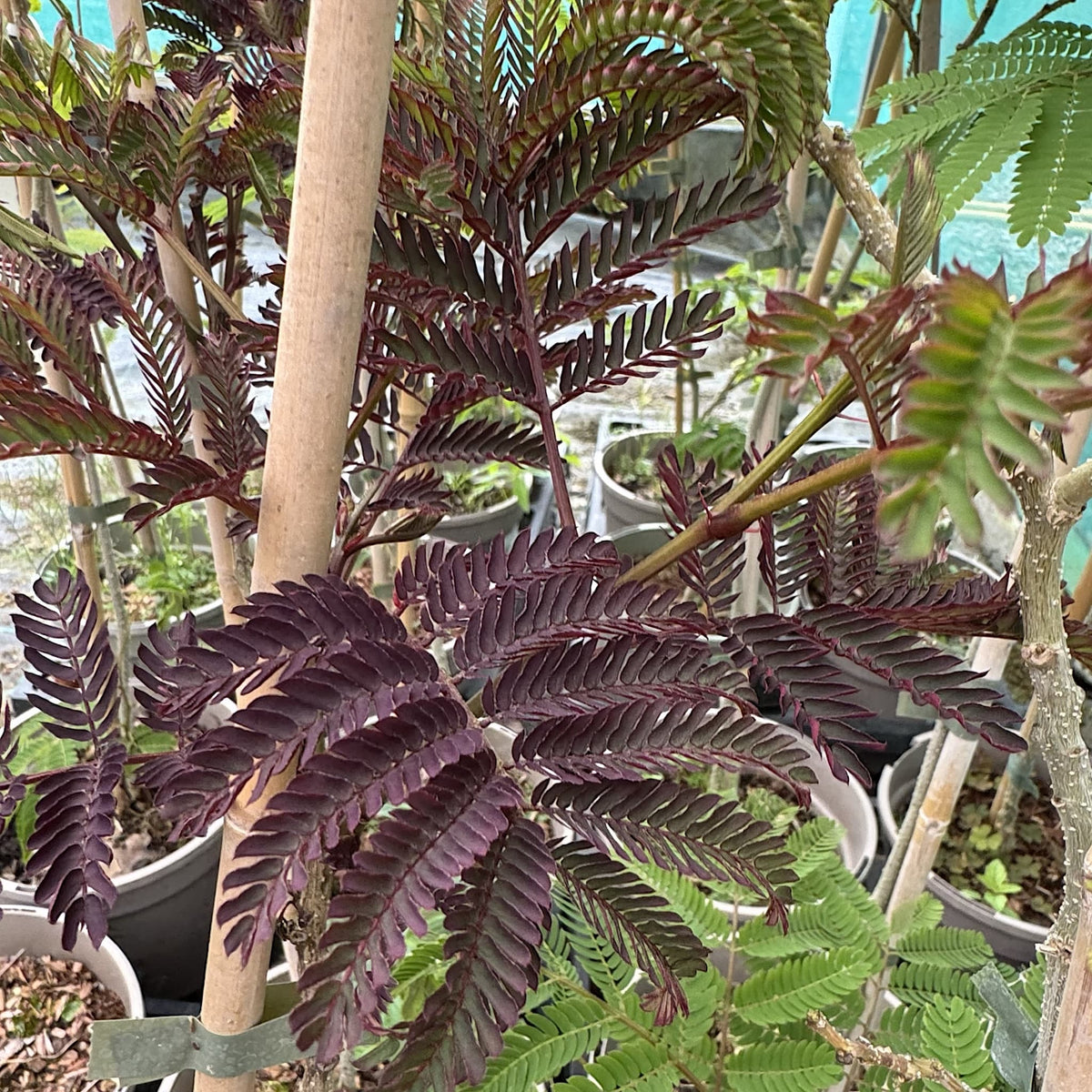 Albizia julibrissin 'Ombrella'