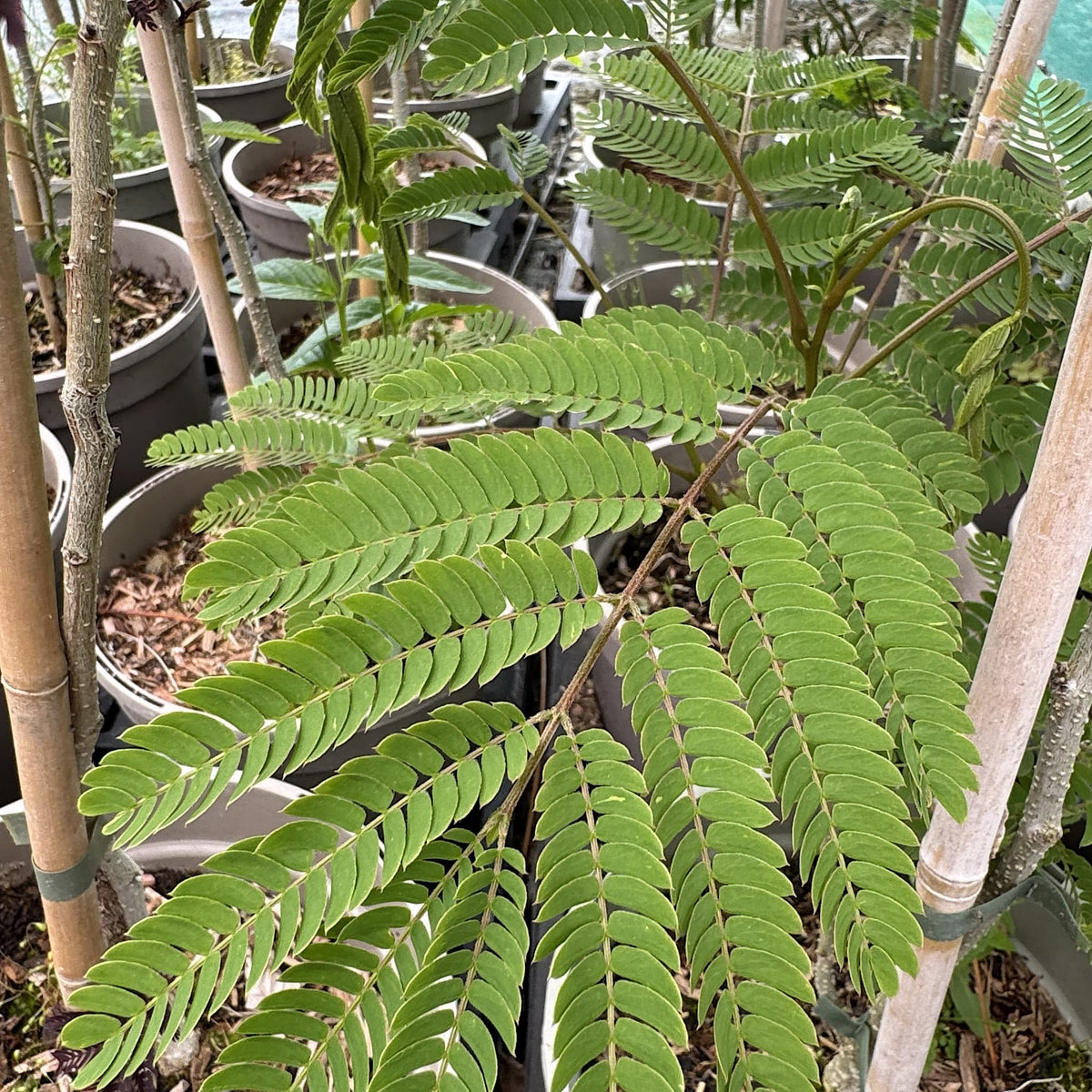 Albizia julibrissin 'Ombrella'