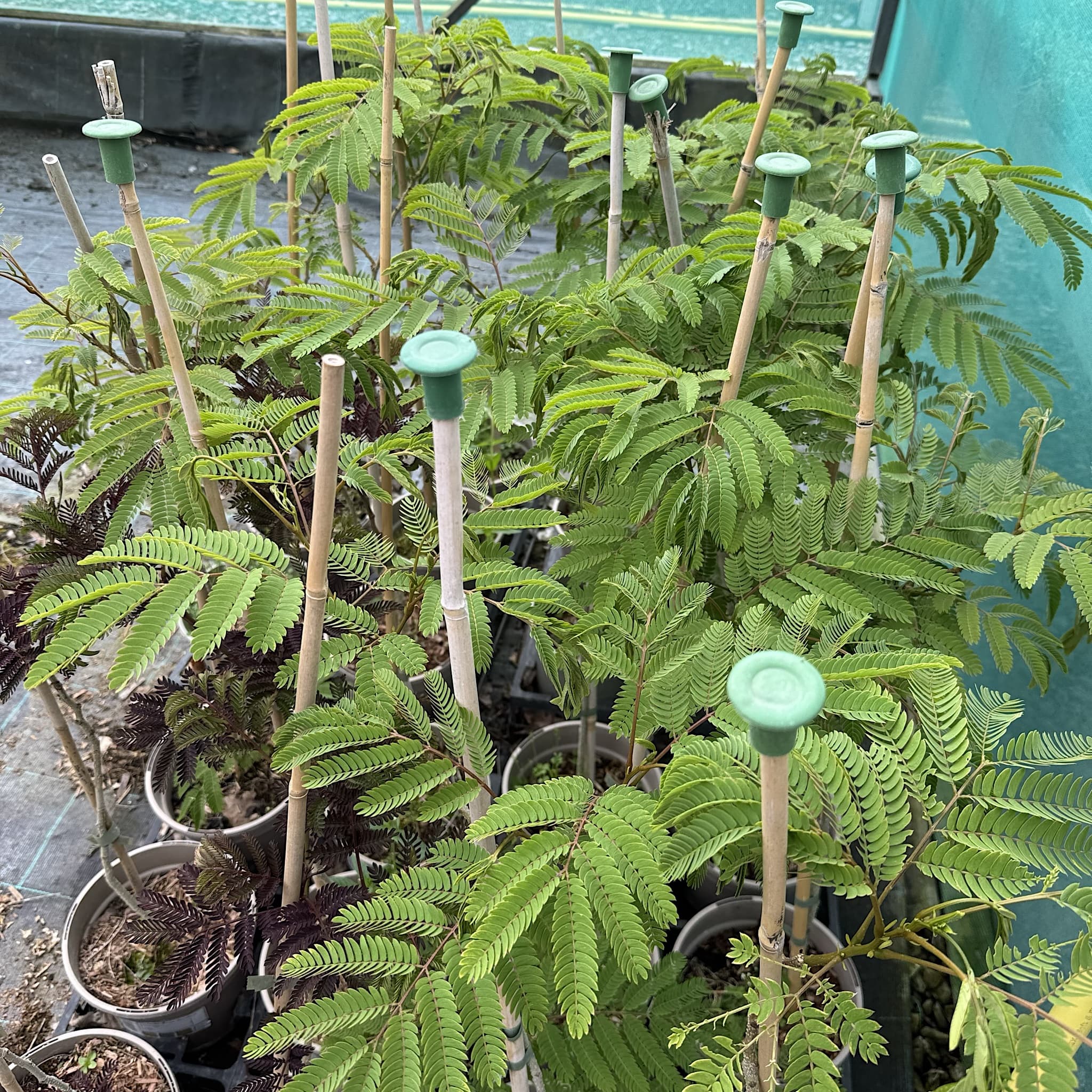 Albizia julibrissin 'Ombrella'