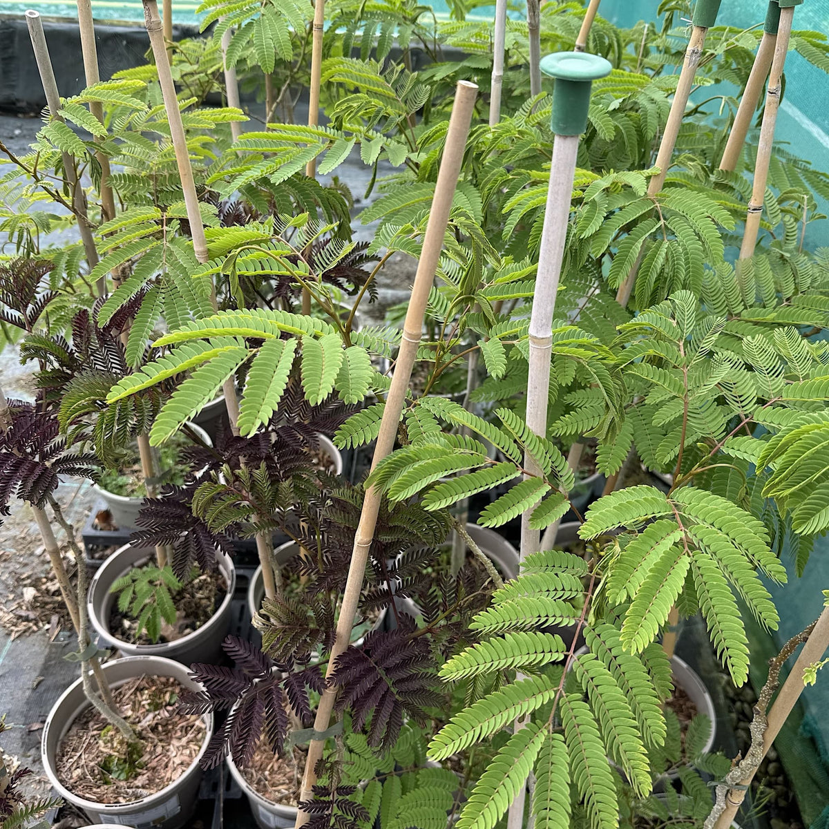 Albizia julibrissin 'Ombrella'