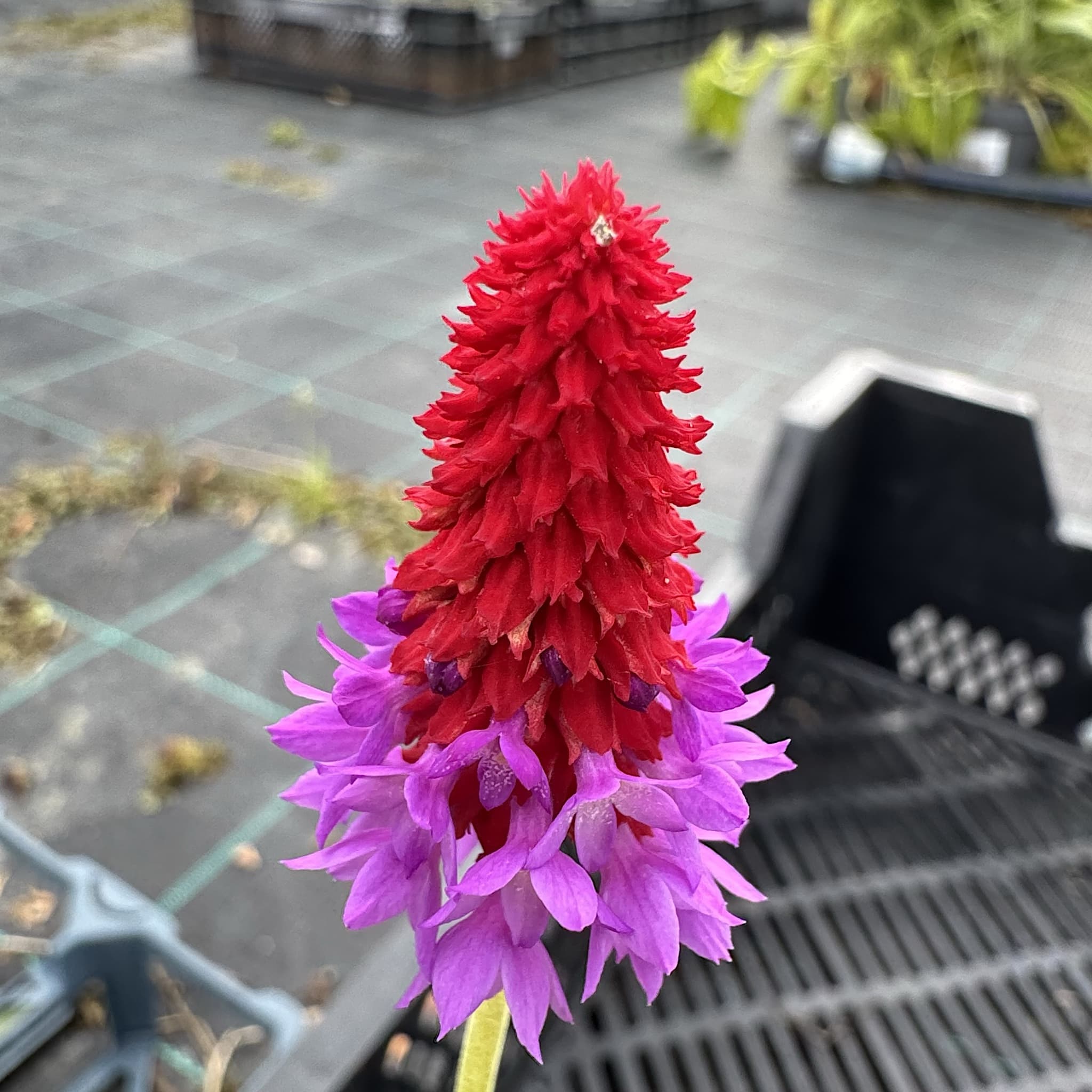 Primula vialii