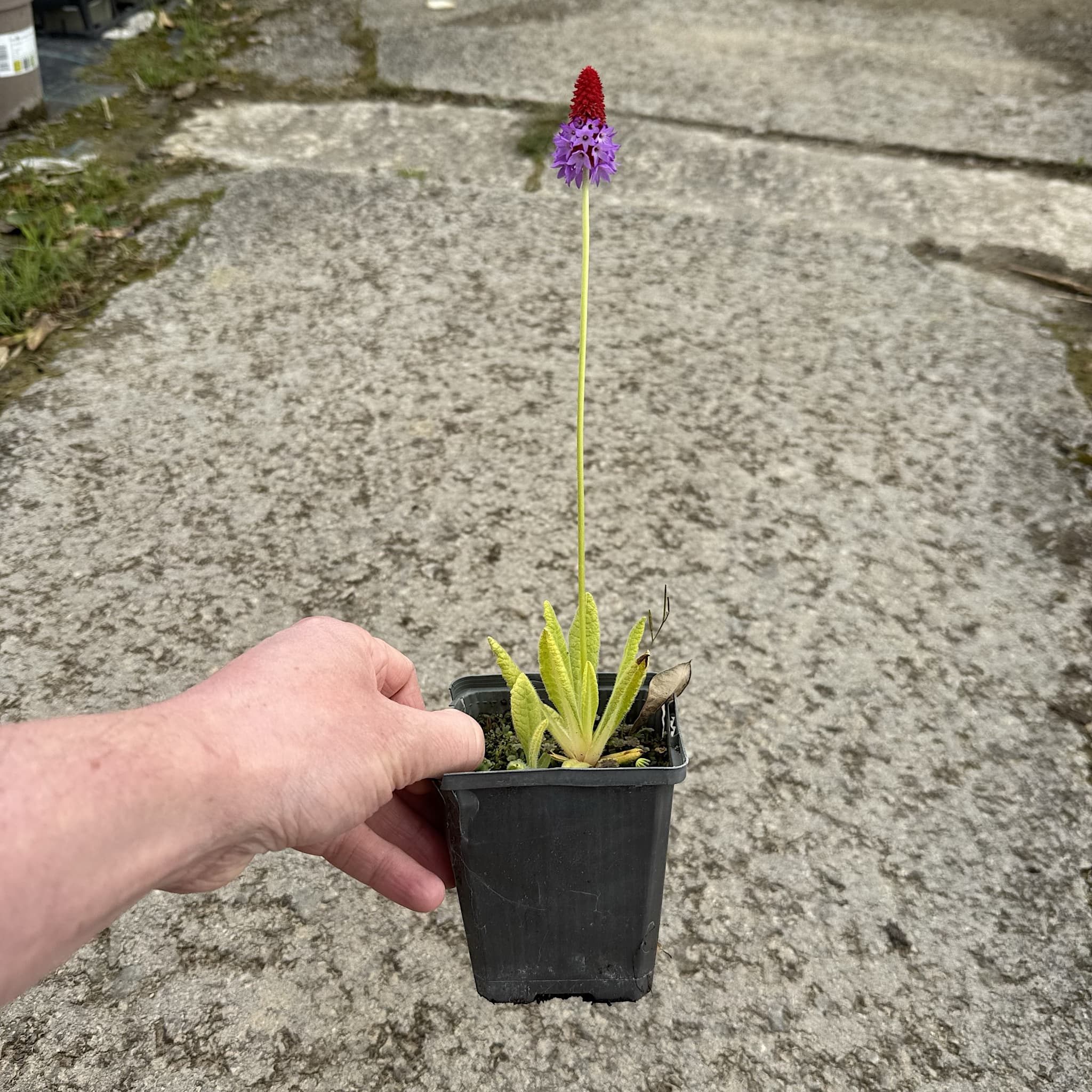 Primula vialii