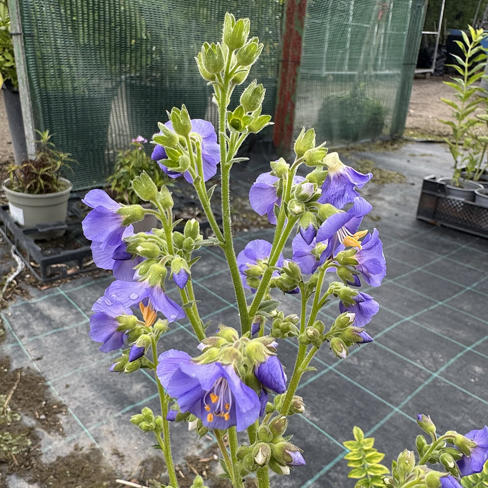 Polemonium caeruleum
