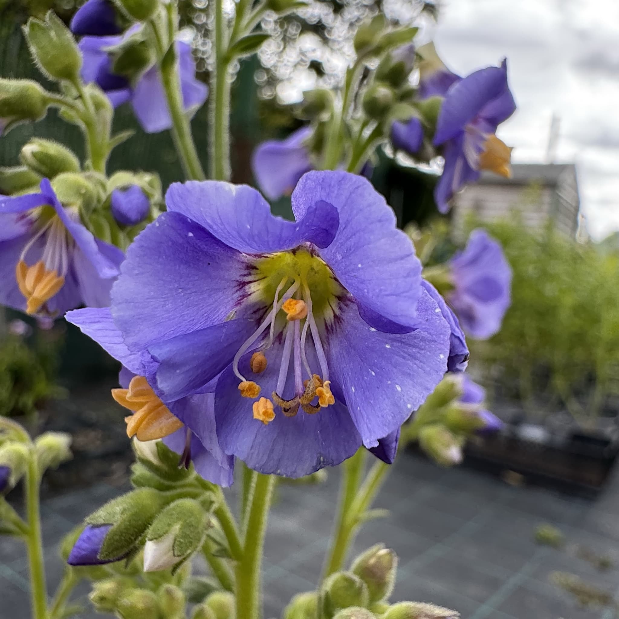 Polemonium caeruleum