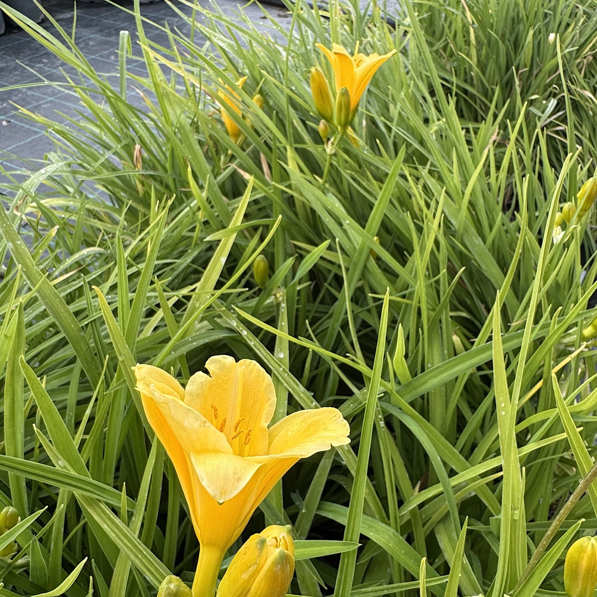 Hemerocallis 'Stella de Oro'
