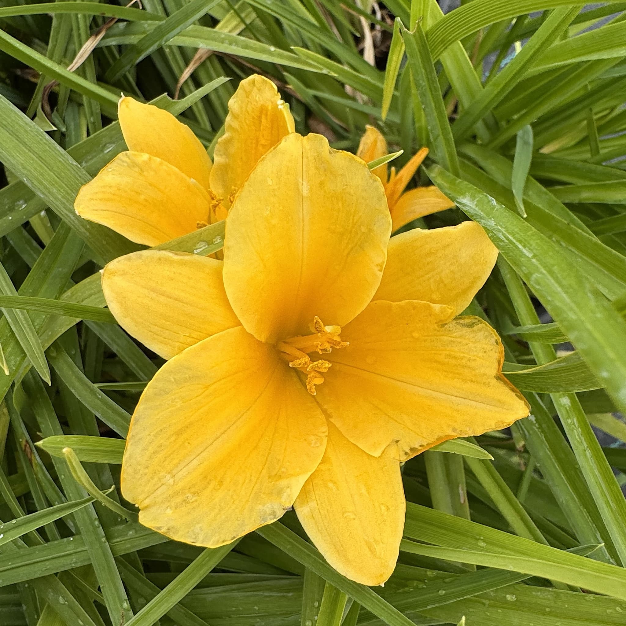 Hemerocallis 'Stella de Oro'
