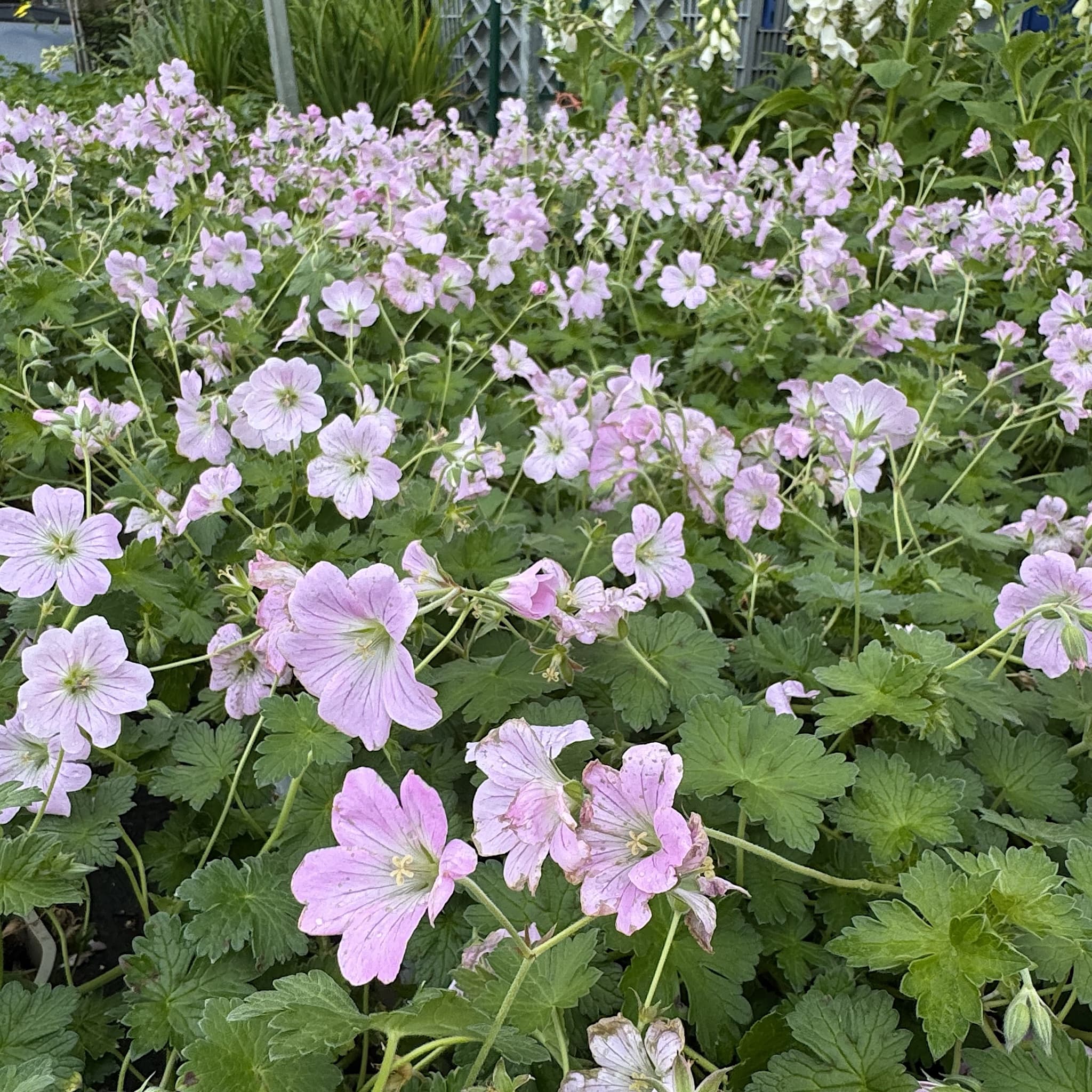 Geranium 'Dreamland'