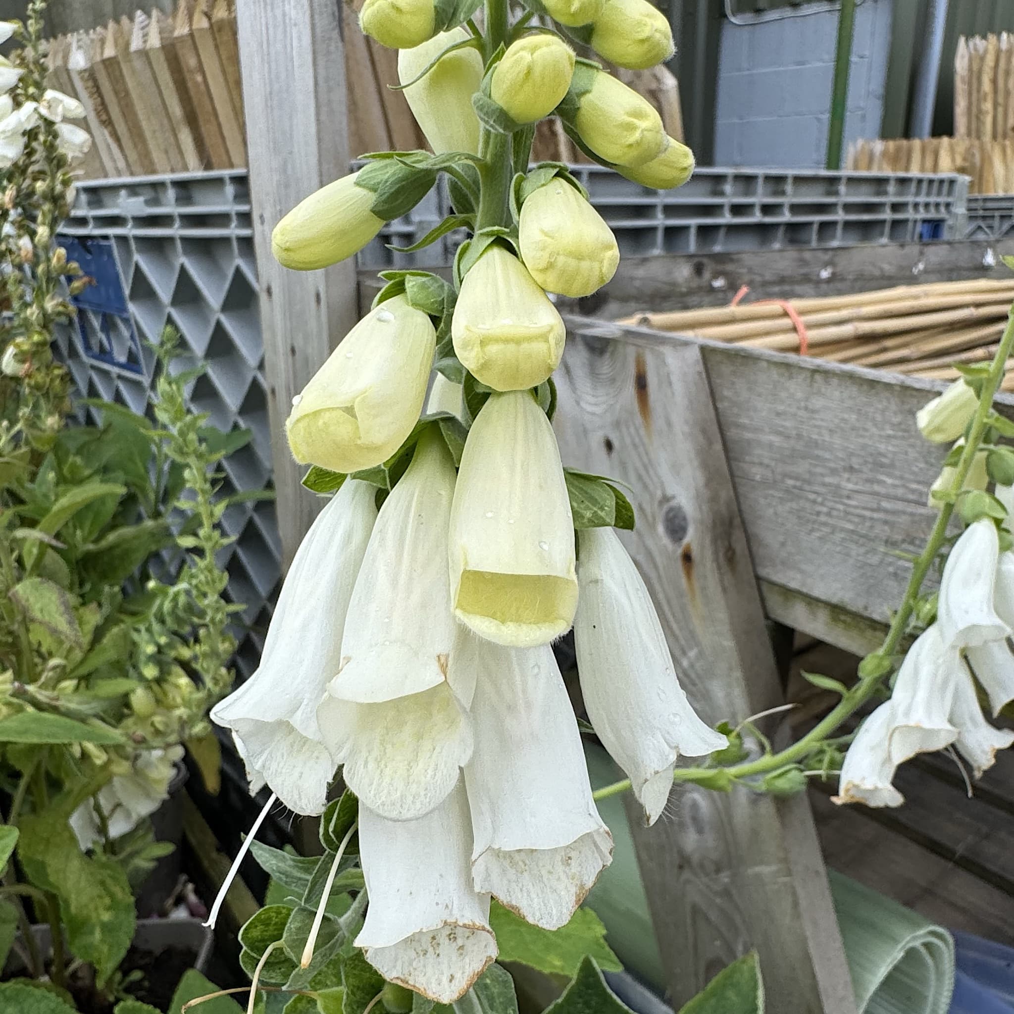 Digitalis purp. 'Alba'