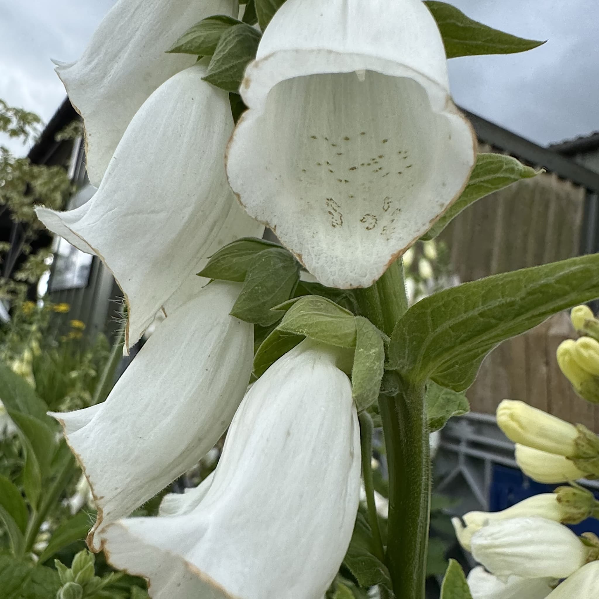 Digitalis purp. 'Alba'