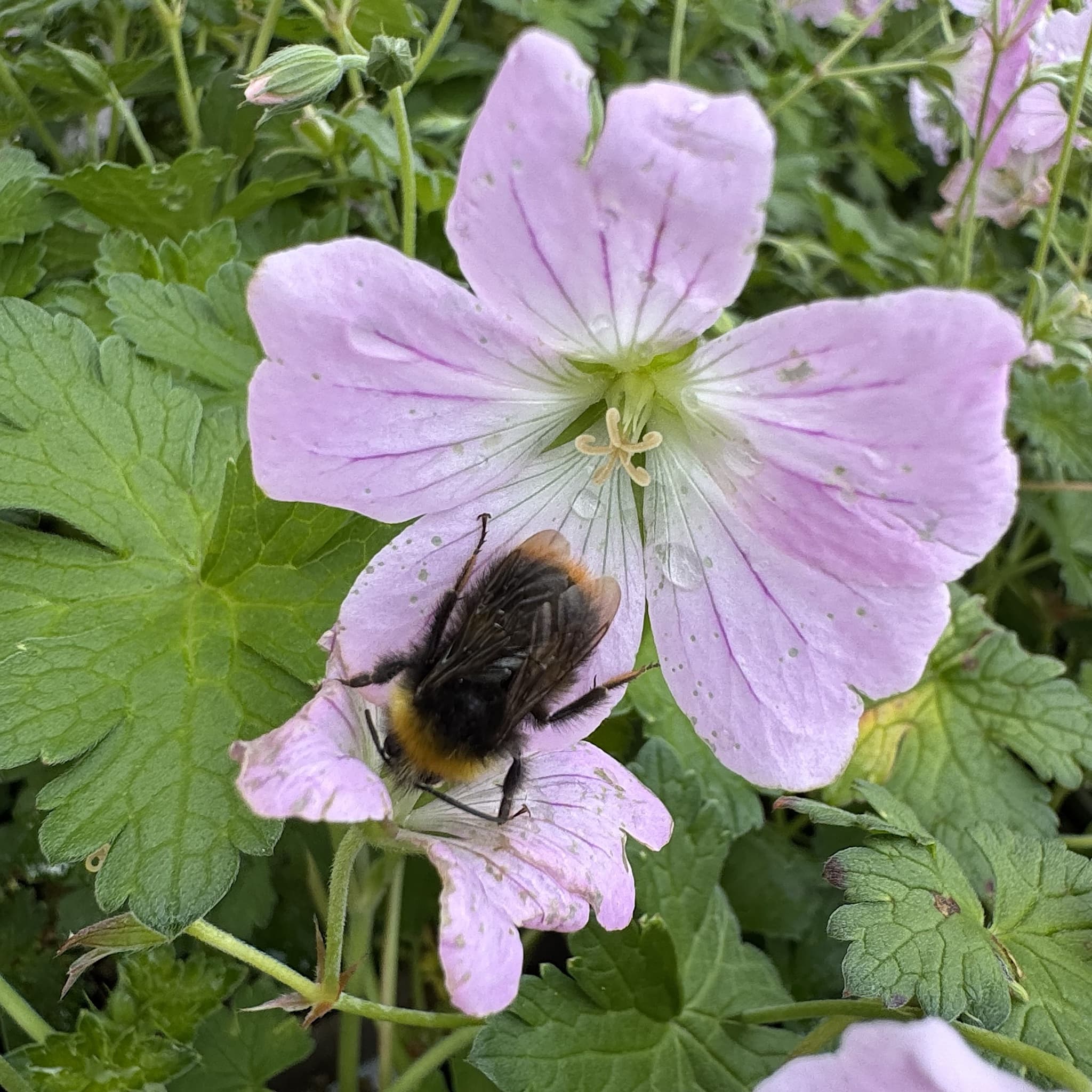 Geranium 'Dreamland'