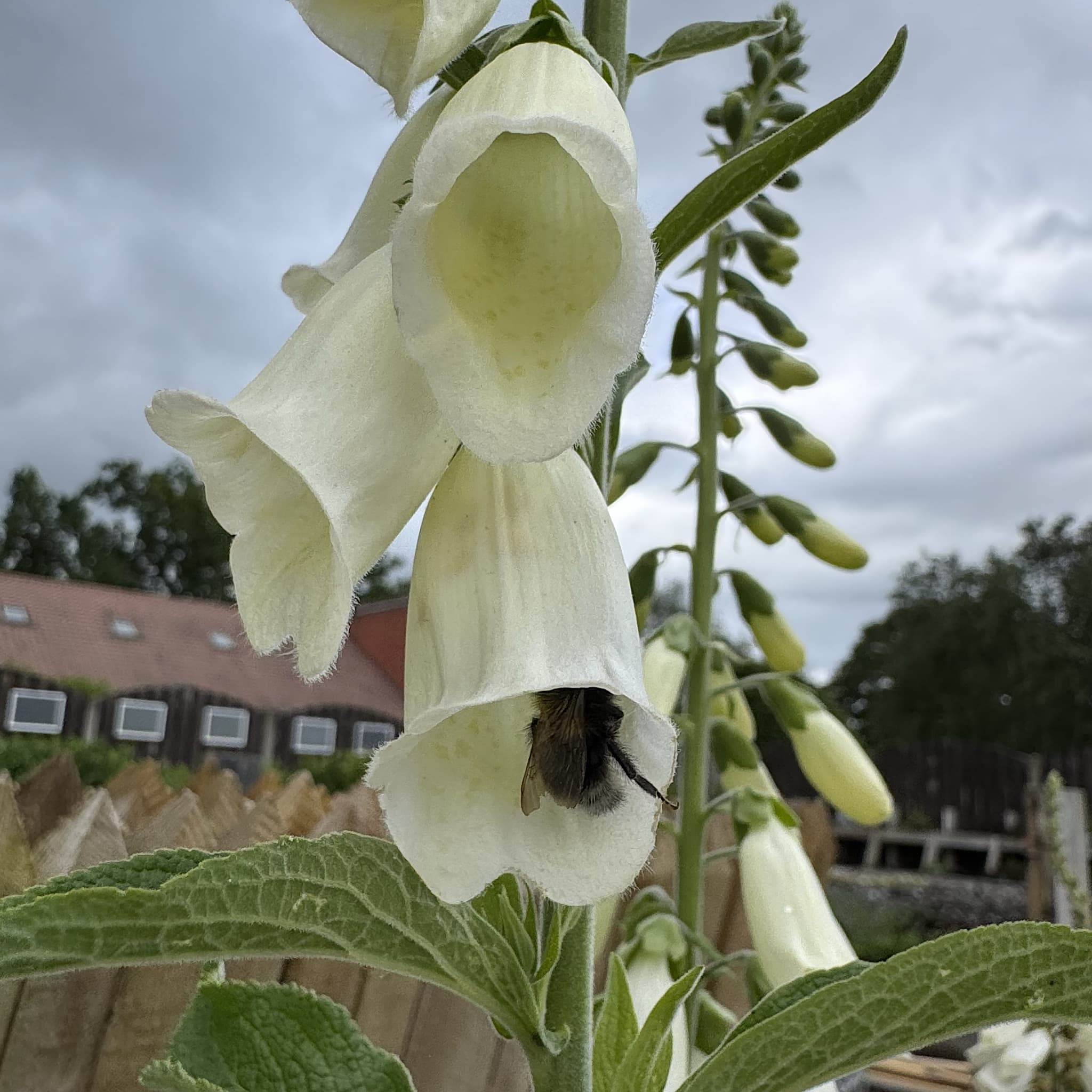 Digitalis purp. 'Alba'