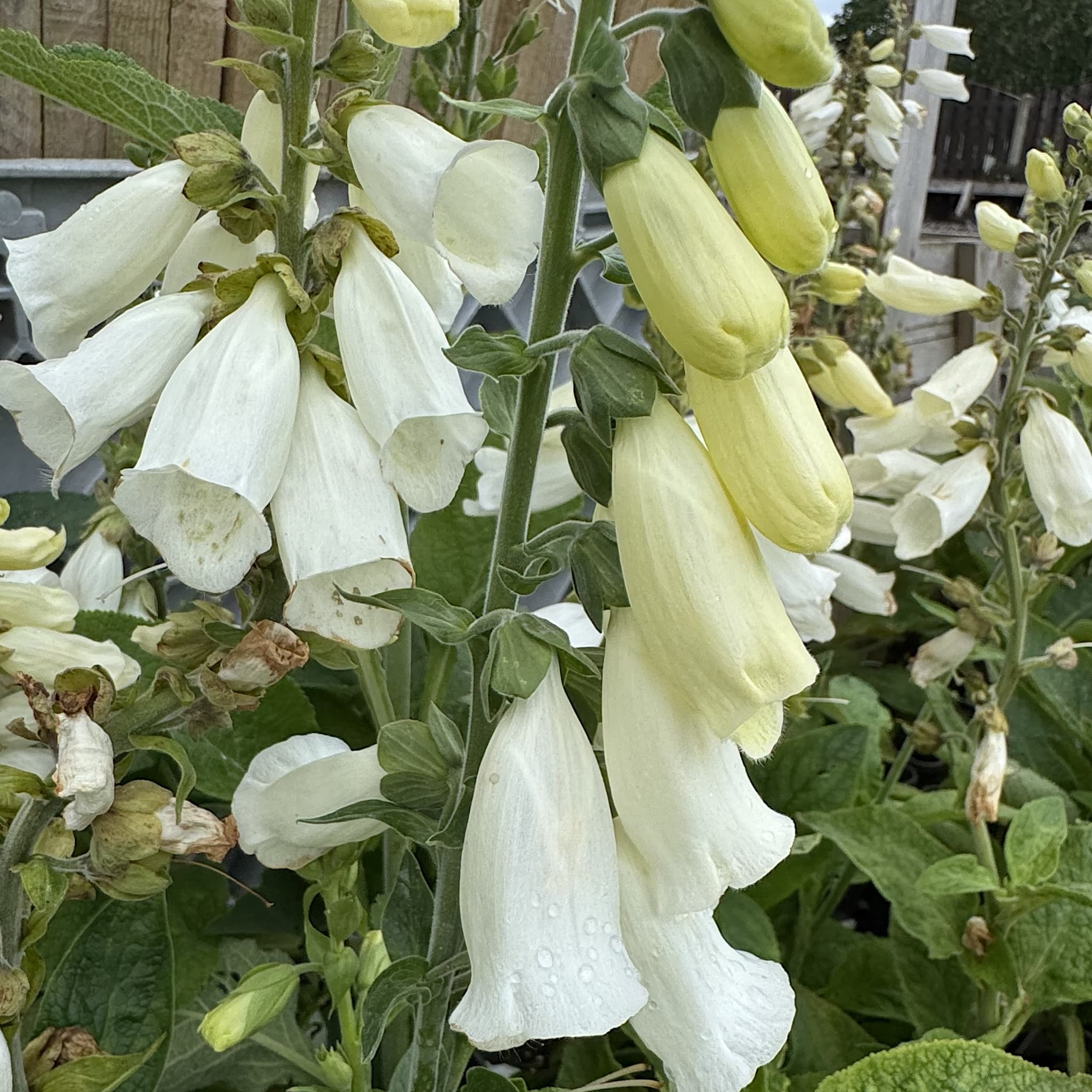 Digitalis purp. 'Alba'
