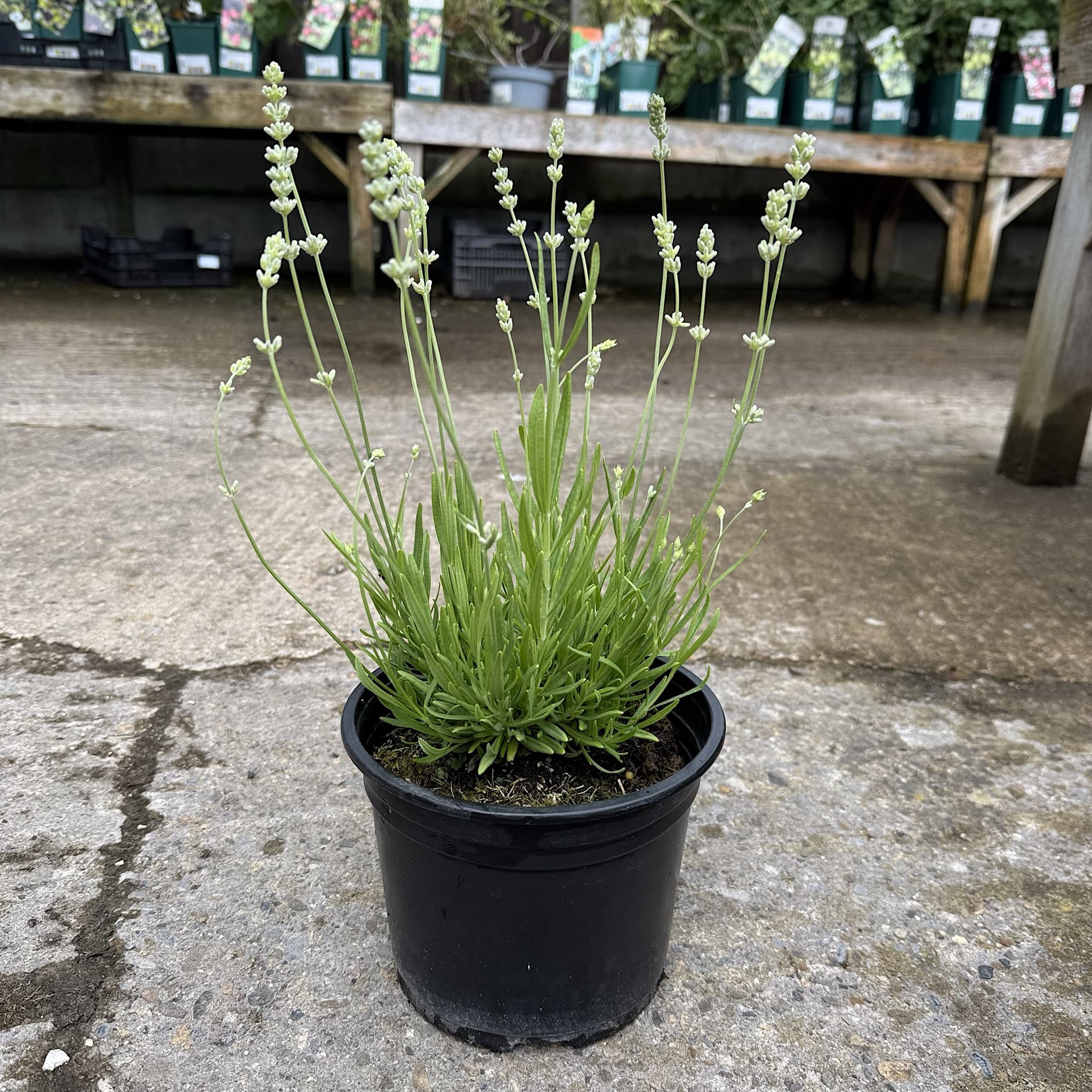 Lavandula ang. 'Alba'