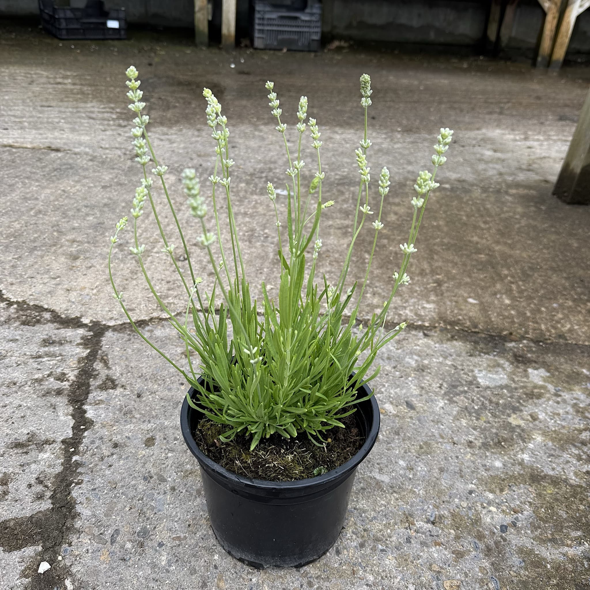 Lavandula ang. 'Alba'