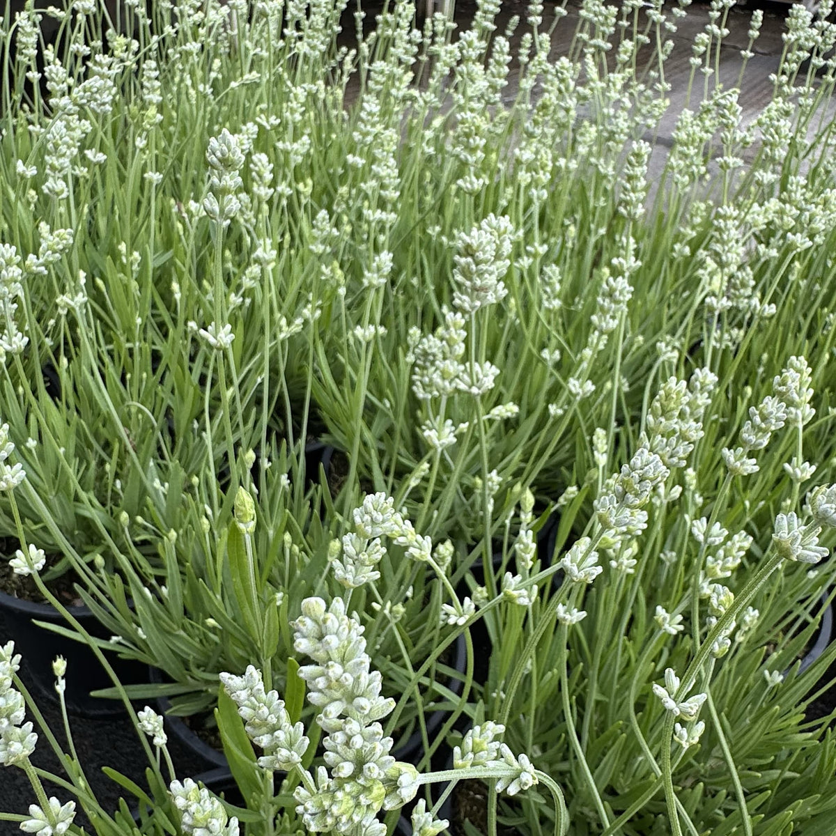 Lavandula ang. 'Alba'