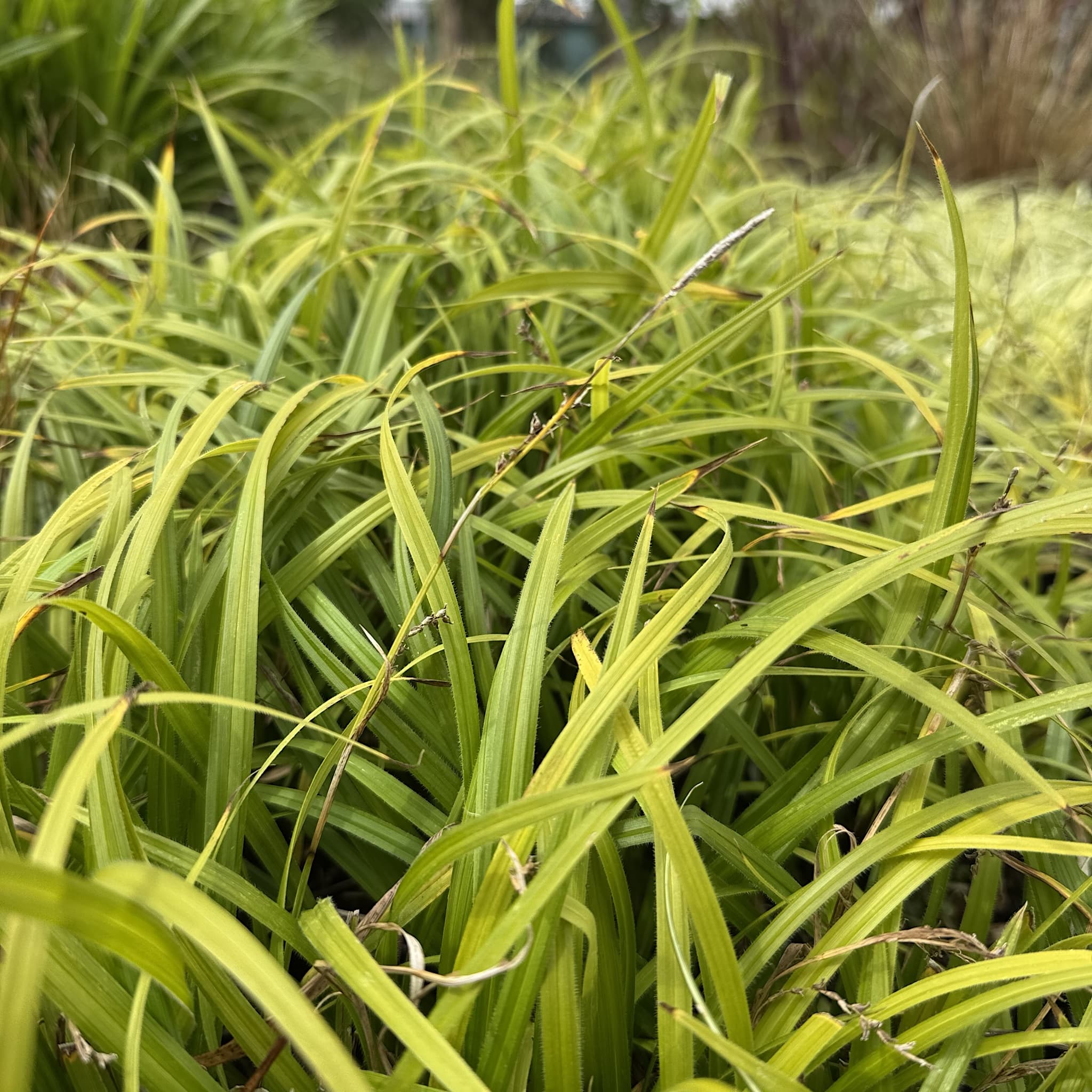 Carex pilosa 'Copenhagen Select’