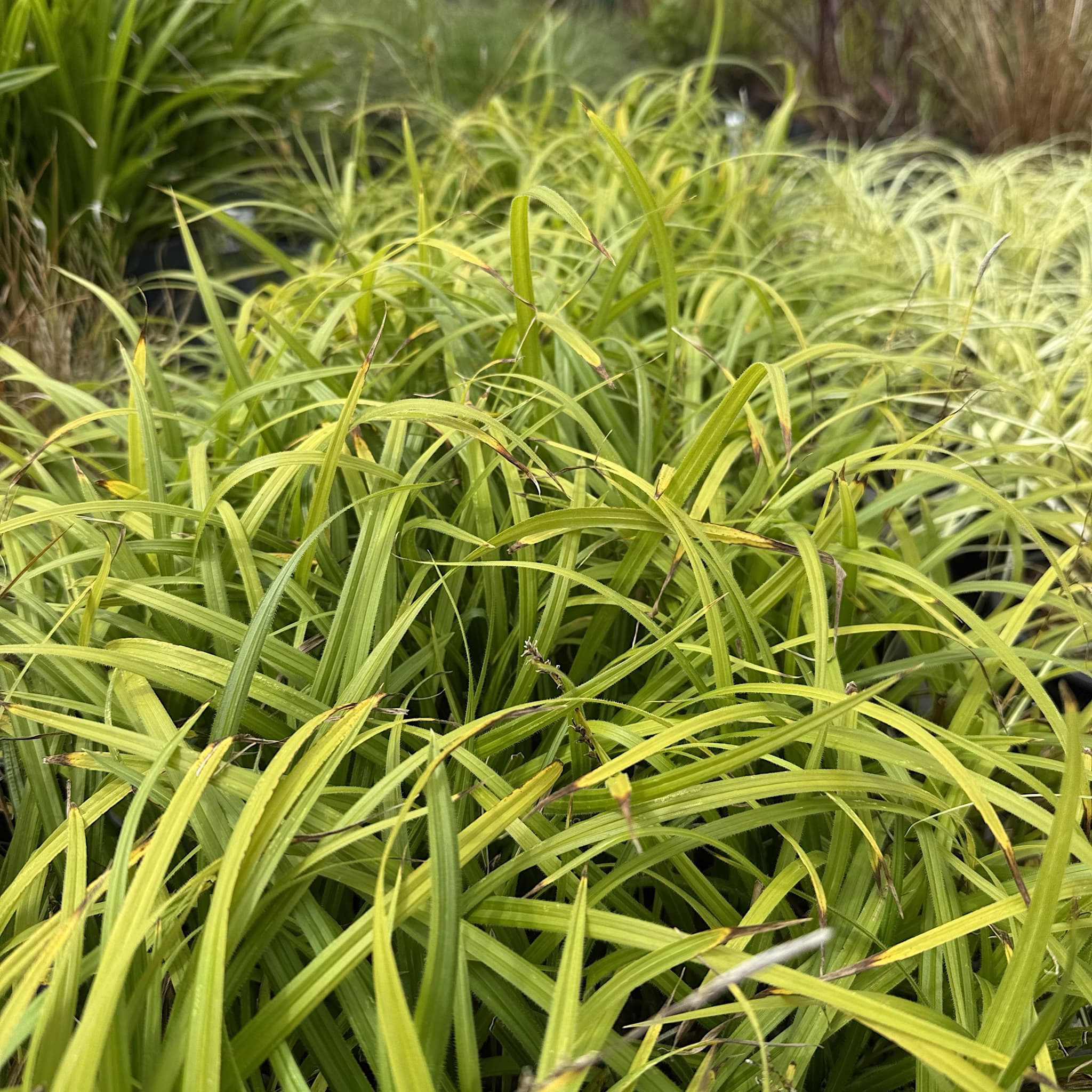 Carex pilosa 'Copenhagen Select’