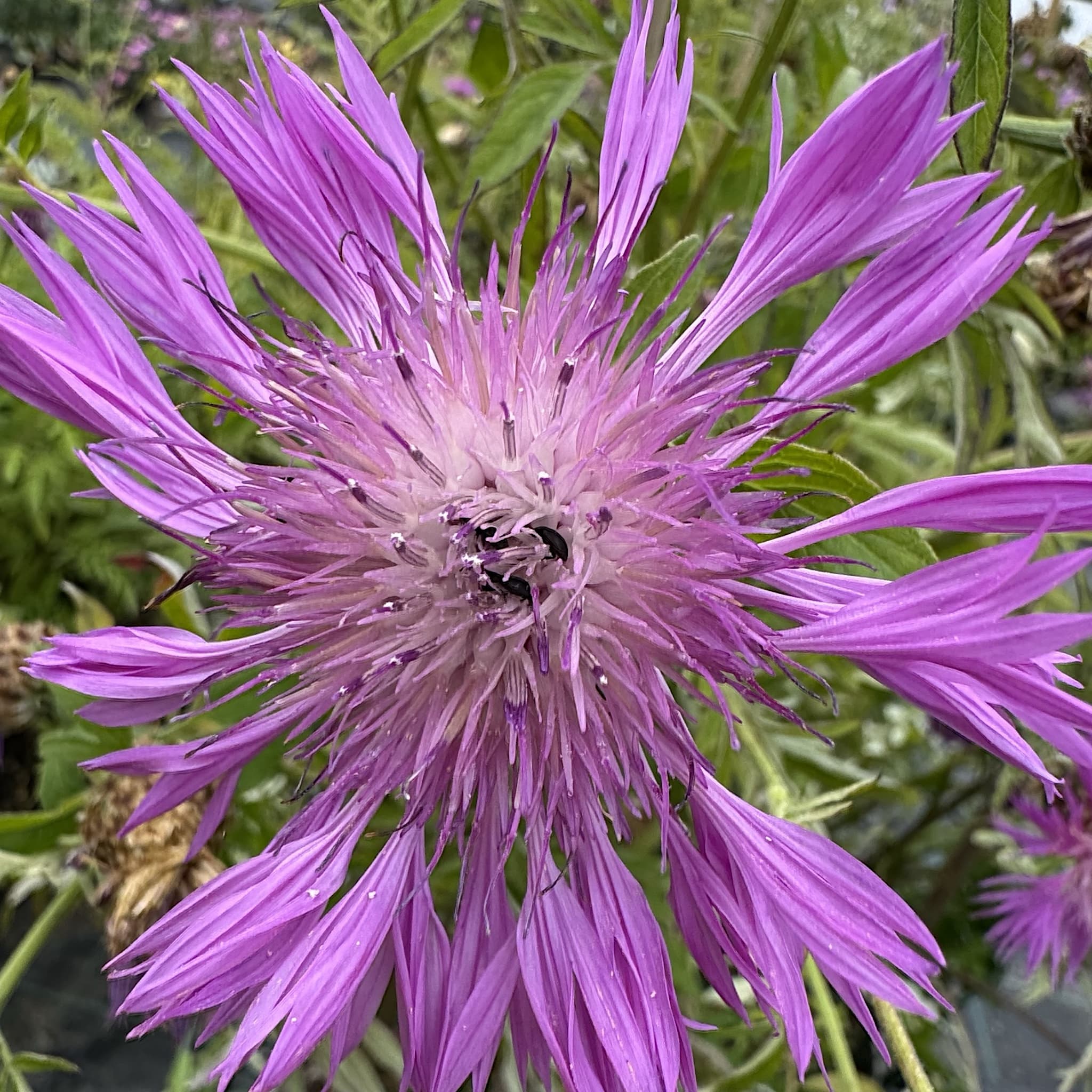 Centaurea montana 'Bright Rose'