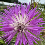 Centaurea montana 'Bright Rose'