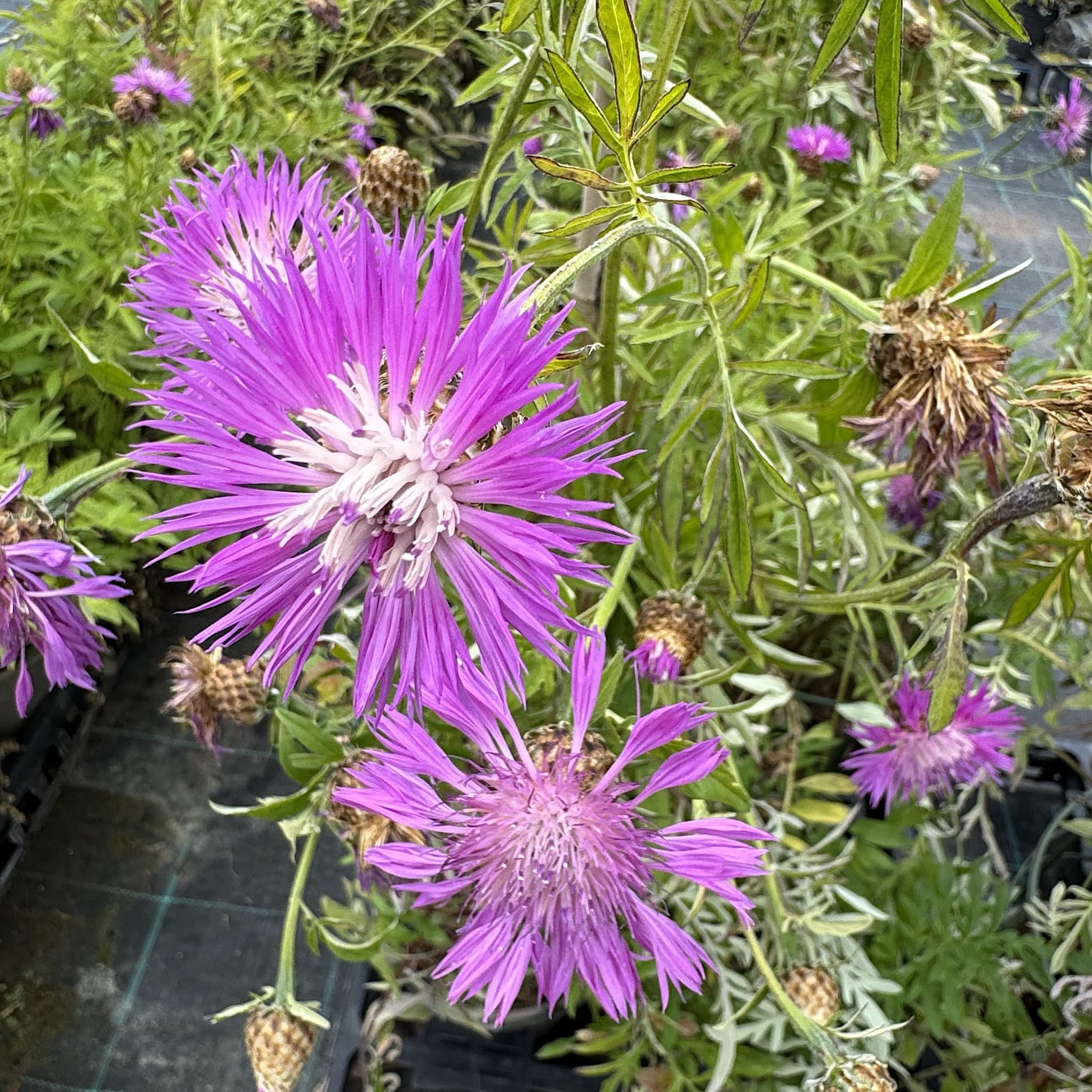 Centaurea montana 'Bright Rose'