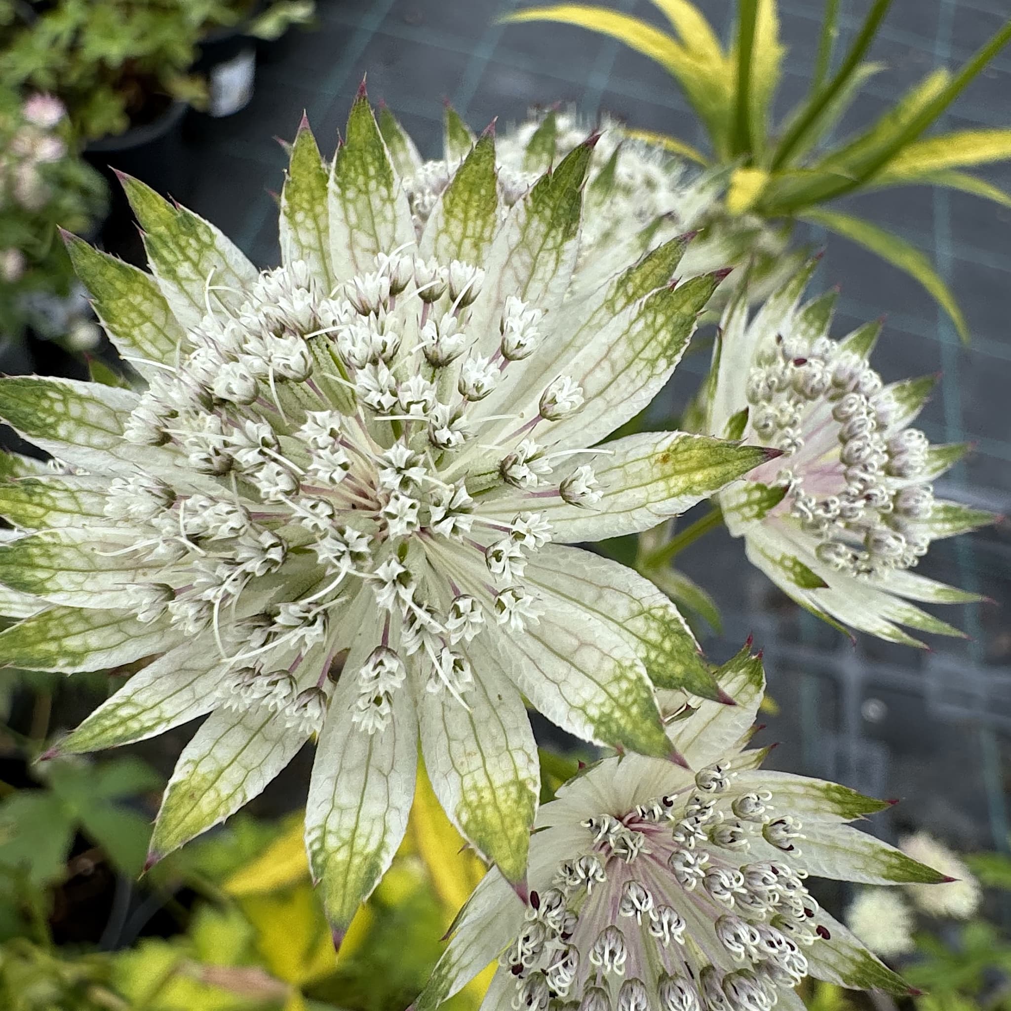 Astrantia maj. 'Shaggy'