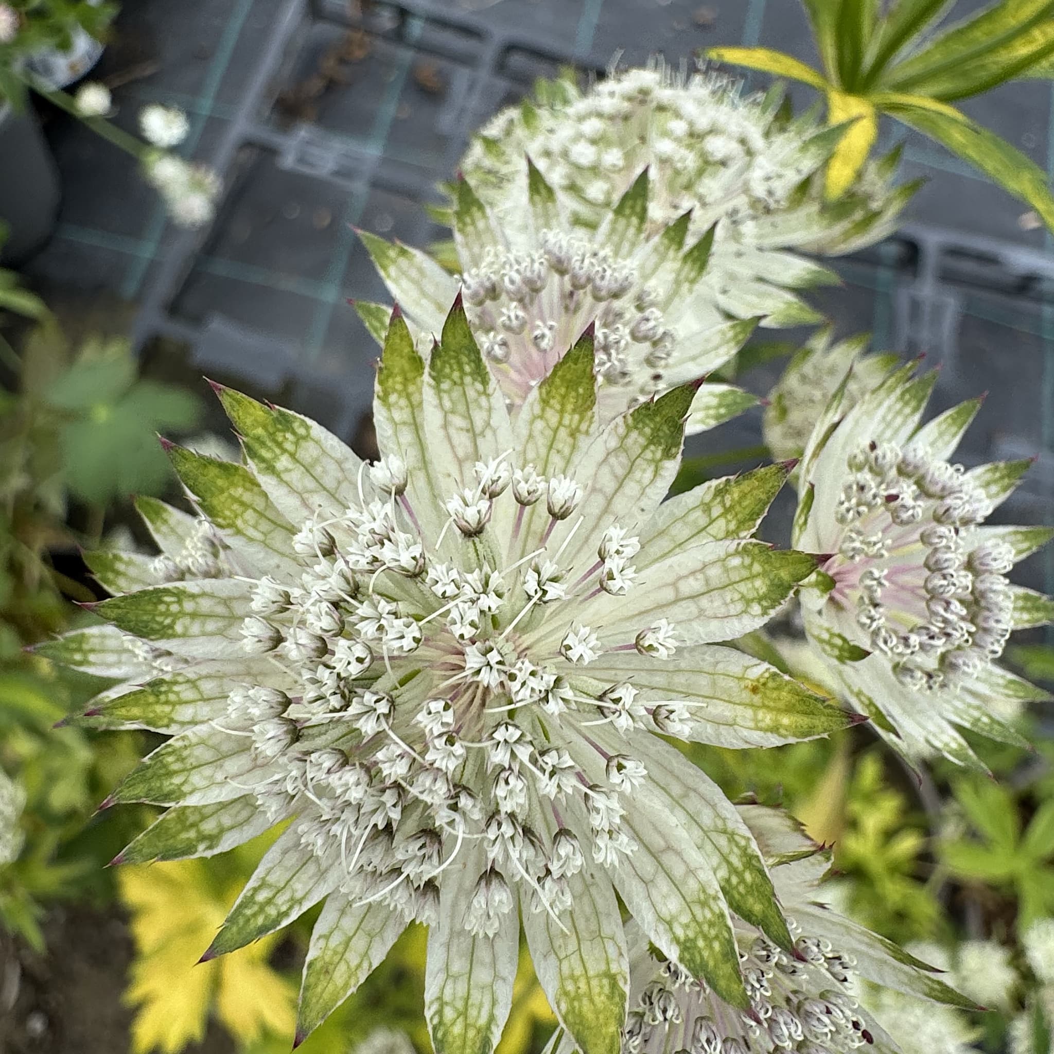 Astrantia maj. 'Shaggy'