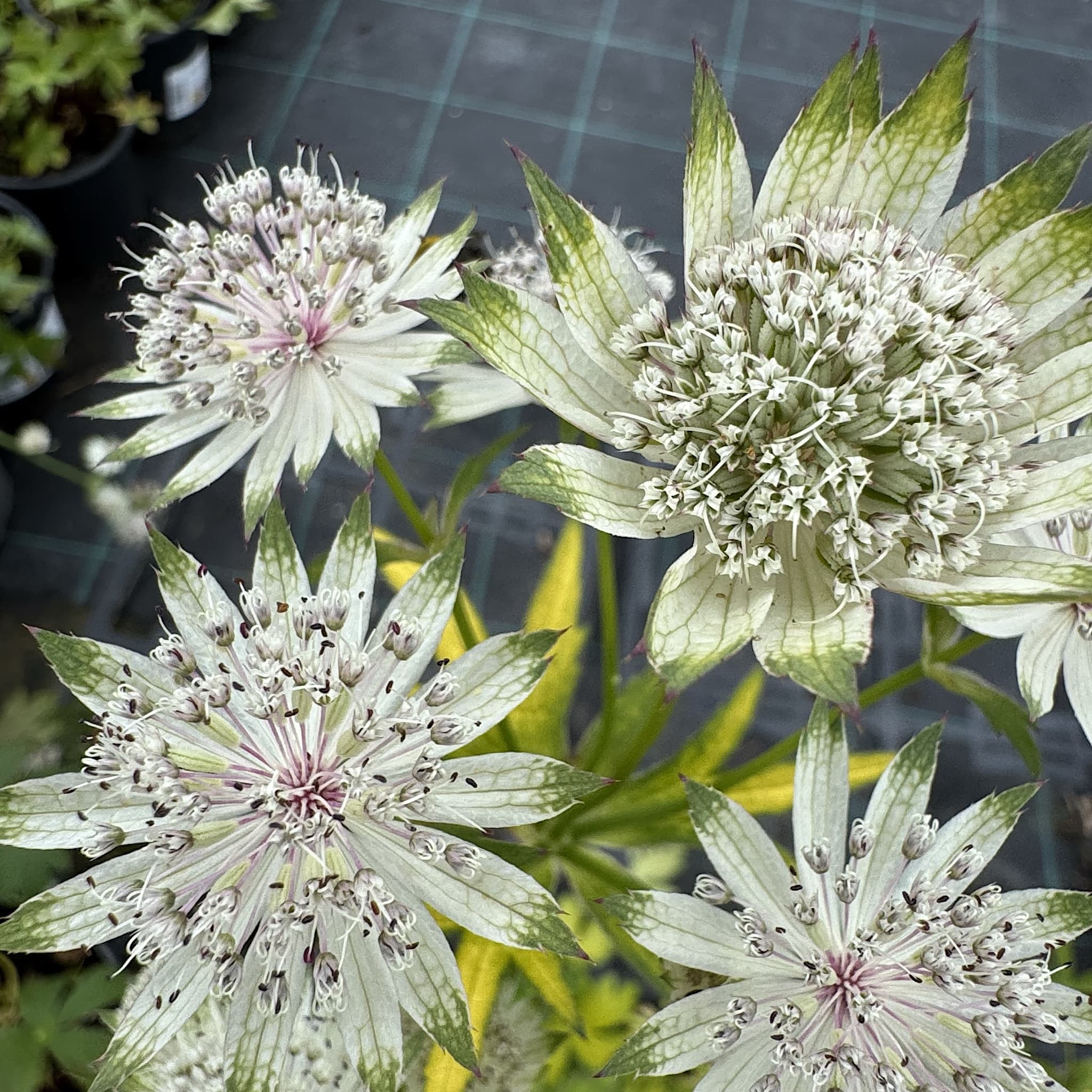 Astrantia maj. 'Shaggy'