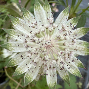 Astrantia maj. 'Shaggy'
