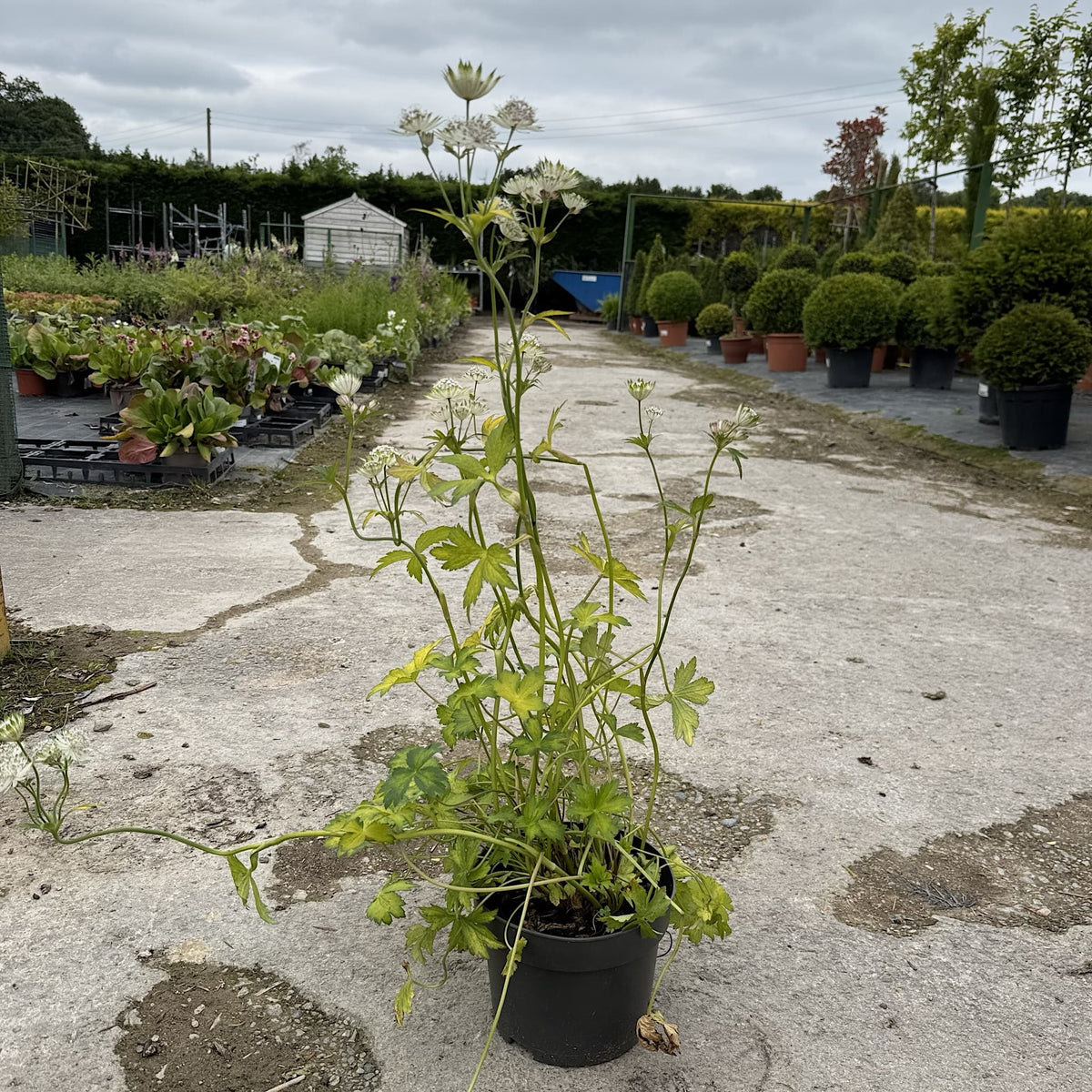 Astrantia maj. 'Shaggy'