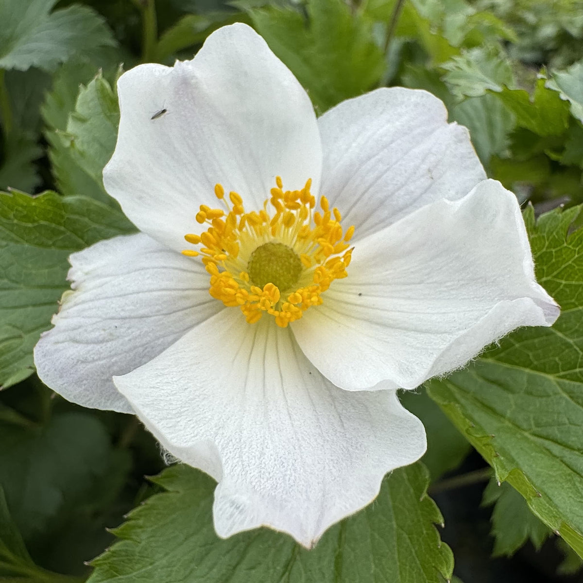 Anemone hybr. 'Elfin Swan'
