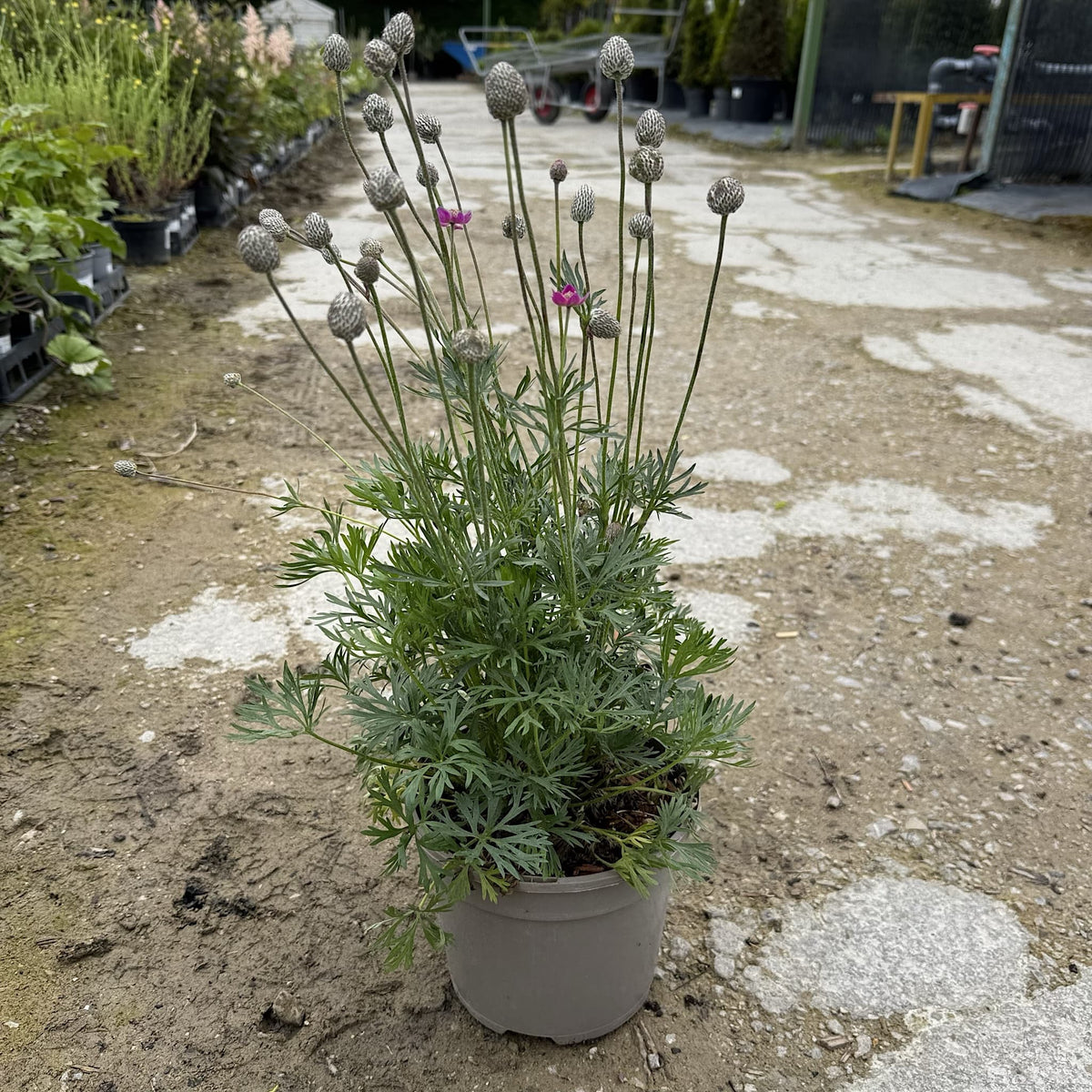 Anemone multifida 'Annabella Deep Rose'