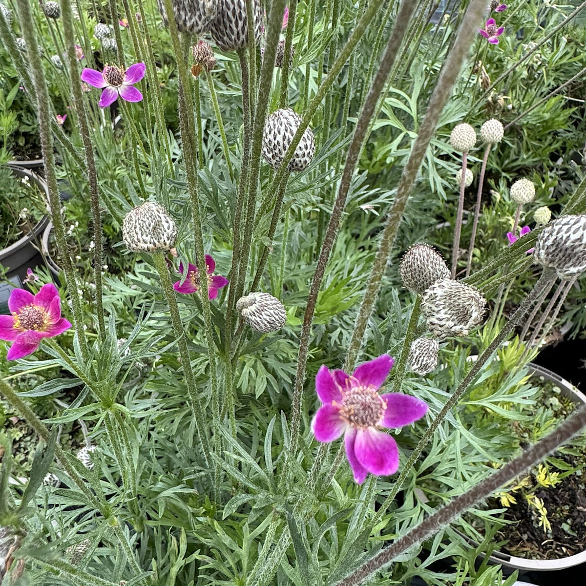 Anemone multifida 'Annabella Deep Rose'