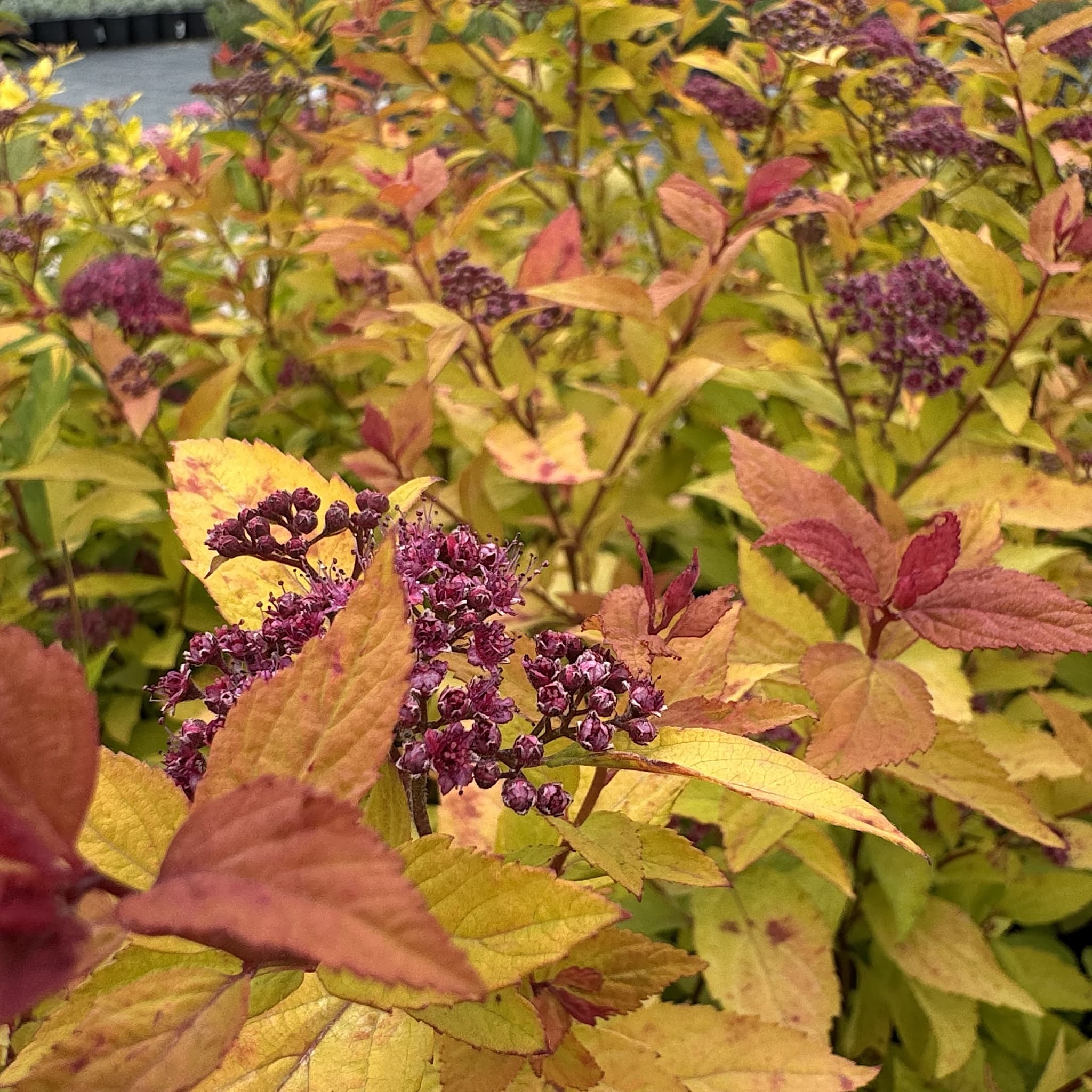 Spiraea japonica 'Firelight'